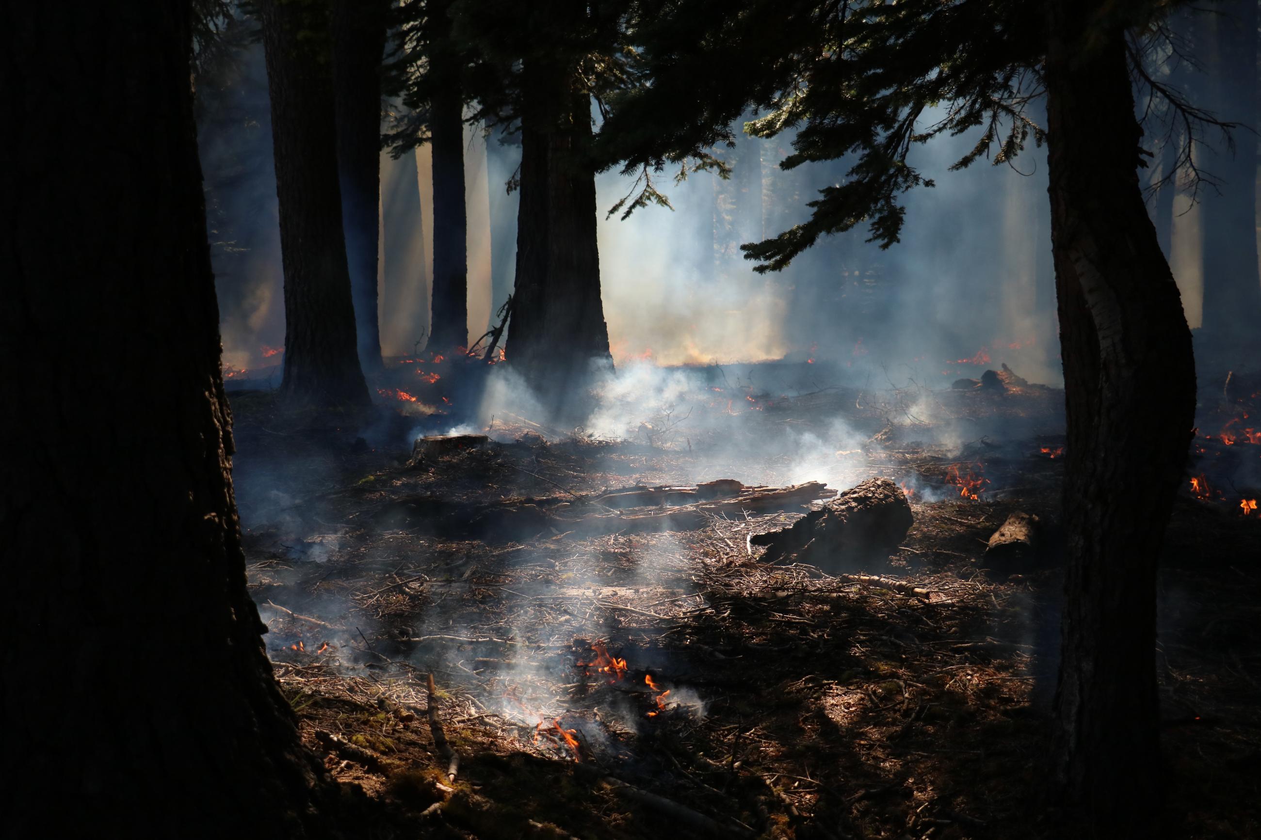 Underburn through trees on the Tahoe National Forest