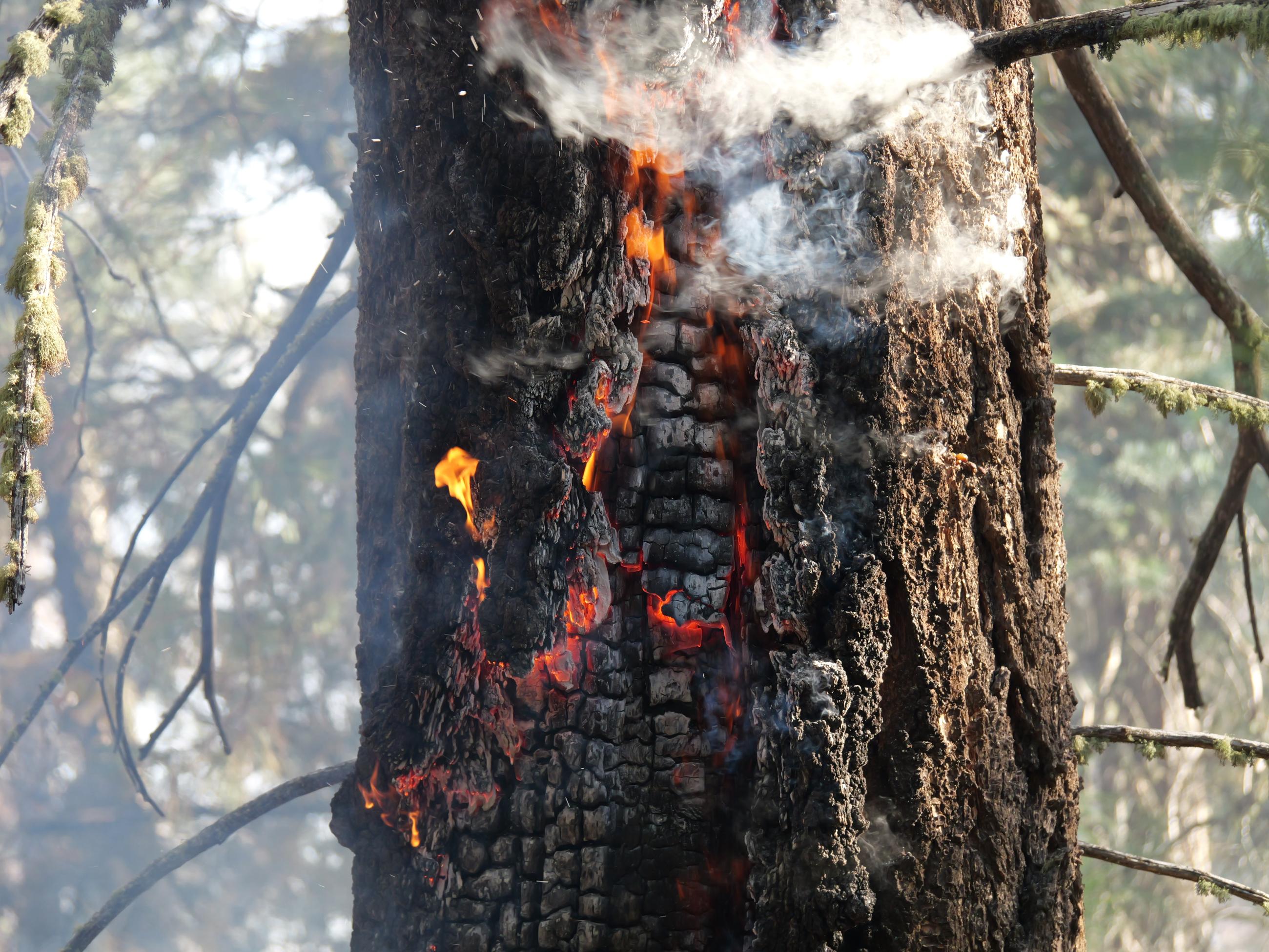 Fire burns inside a tree trunk on the San Juan National Forest during the Trail Springs Fire on October 29, 2023.