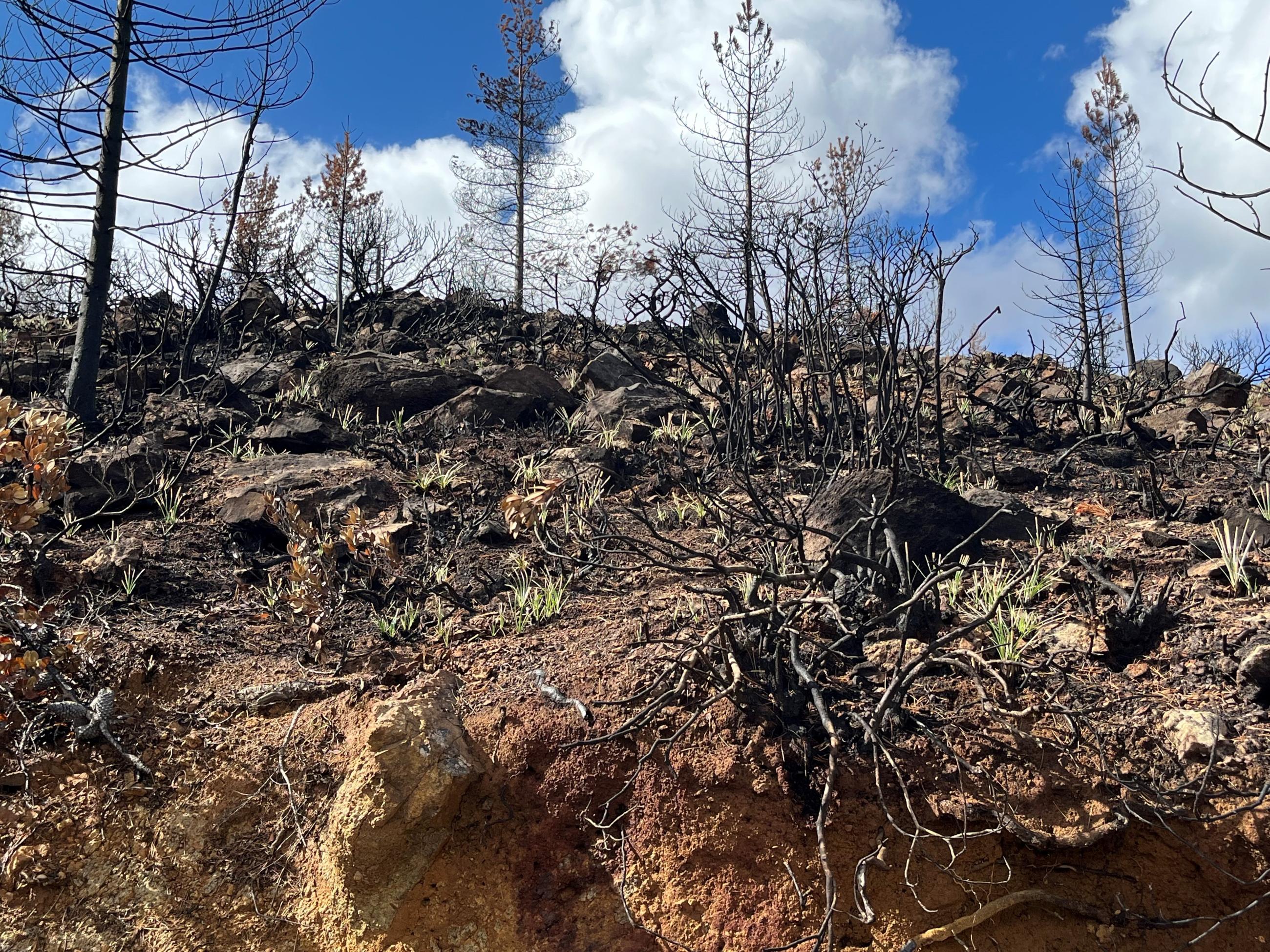 High soil burn severity area in peridotite with xerophyllum tenax re-sprouting