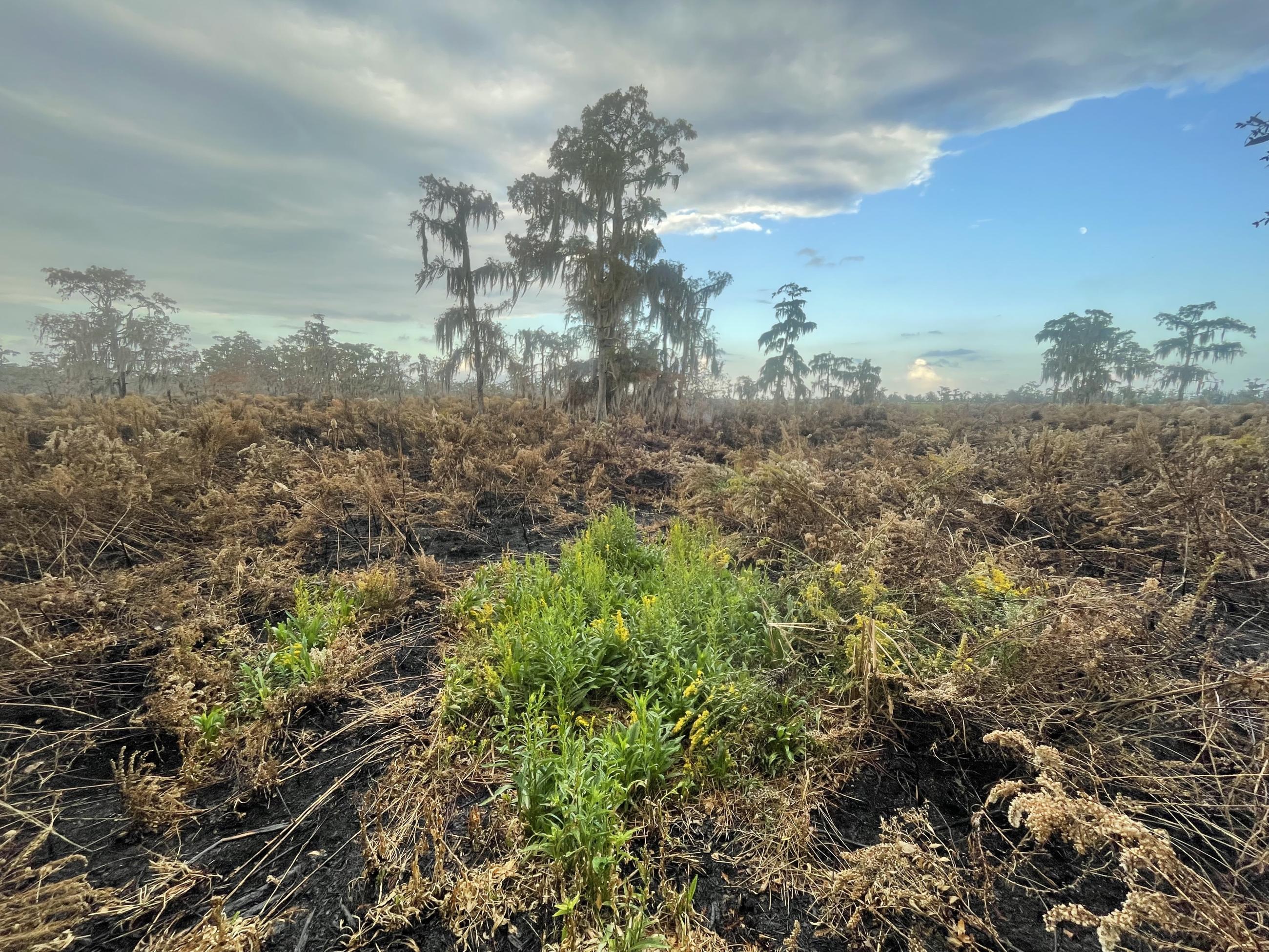 This is an image of the fire scar