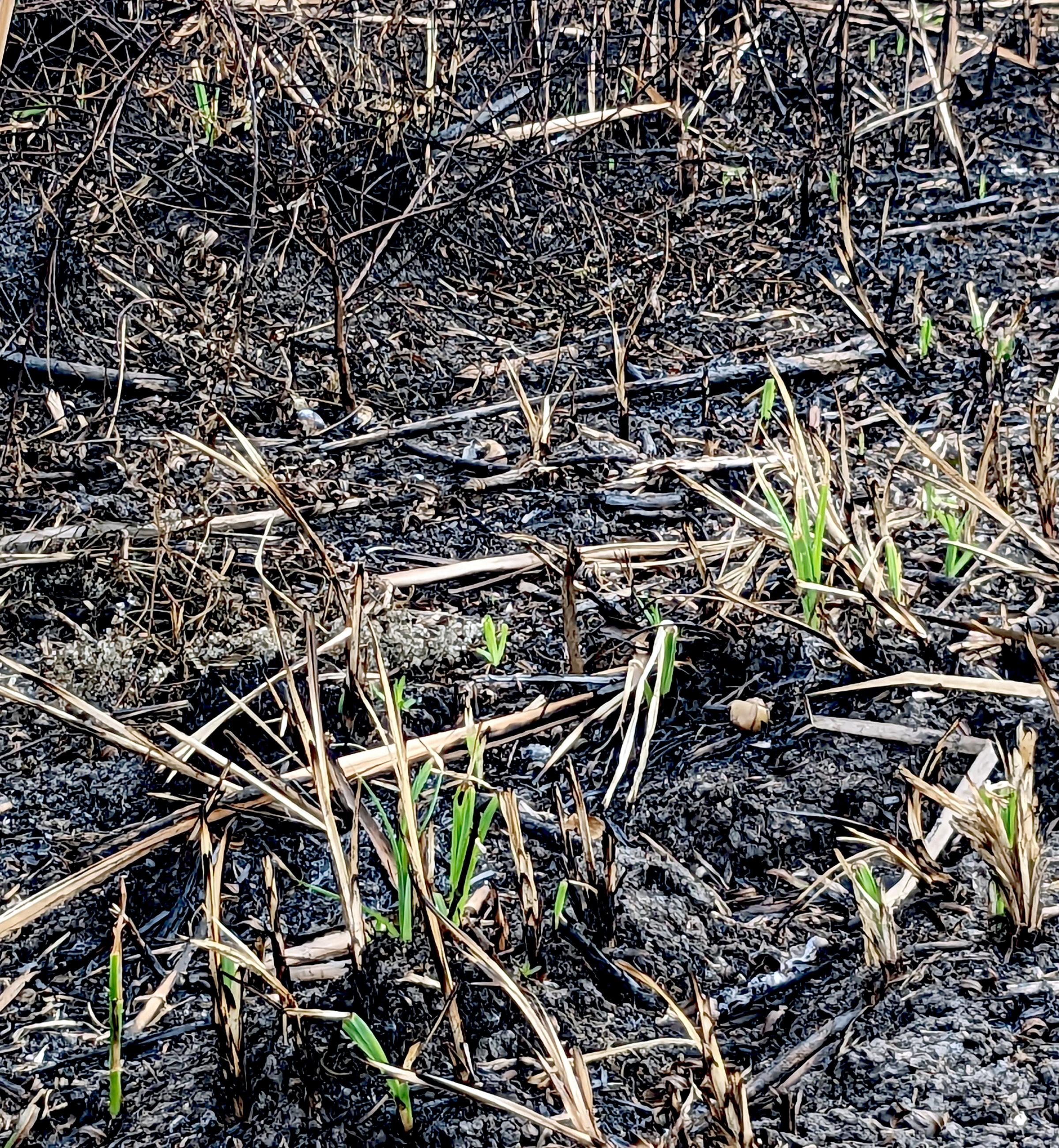 Greens shoots emerge just days after the fire