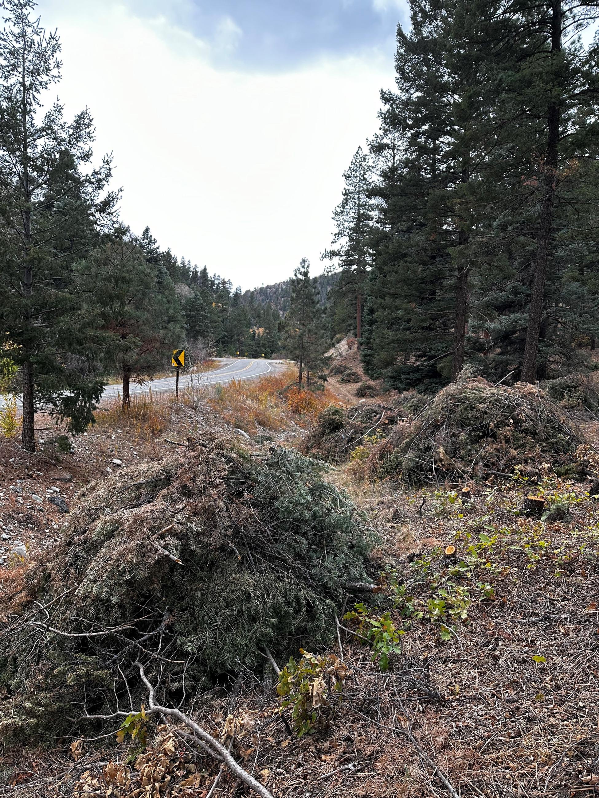 A few piles of woody debris are piled in a pine forest along a roadway.