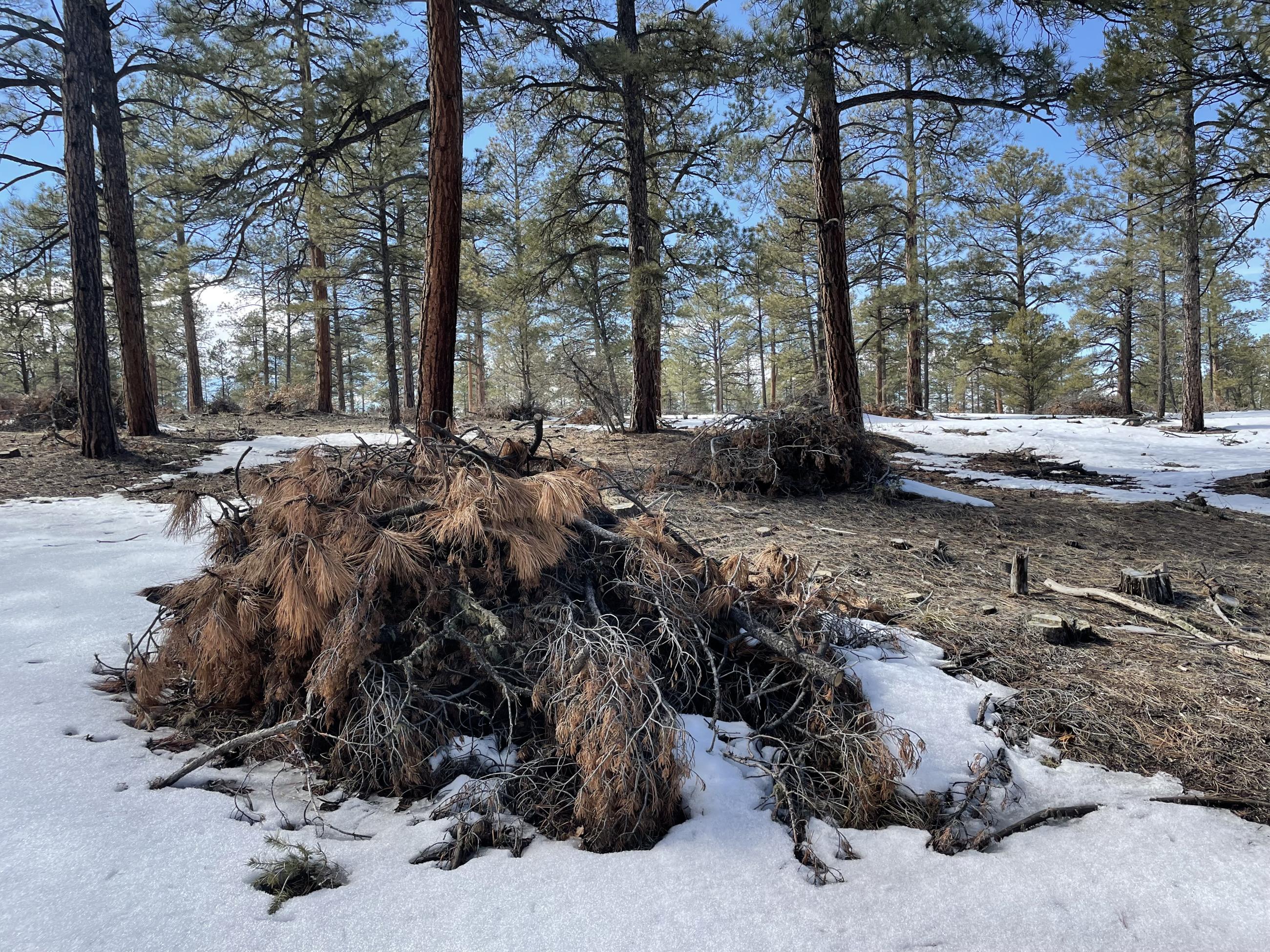 A pile of woody debris in a forest with patchy snow cover.