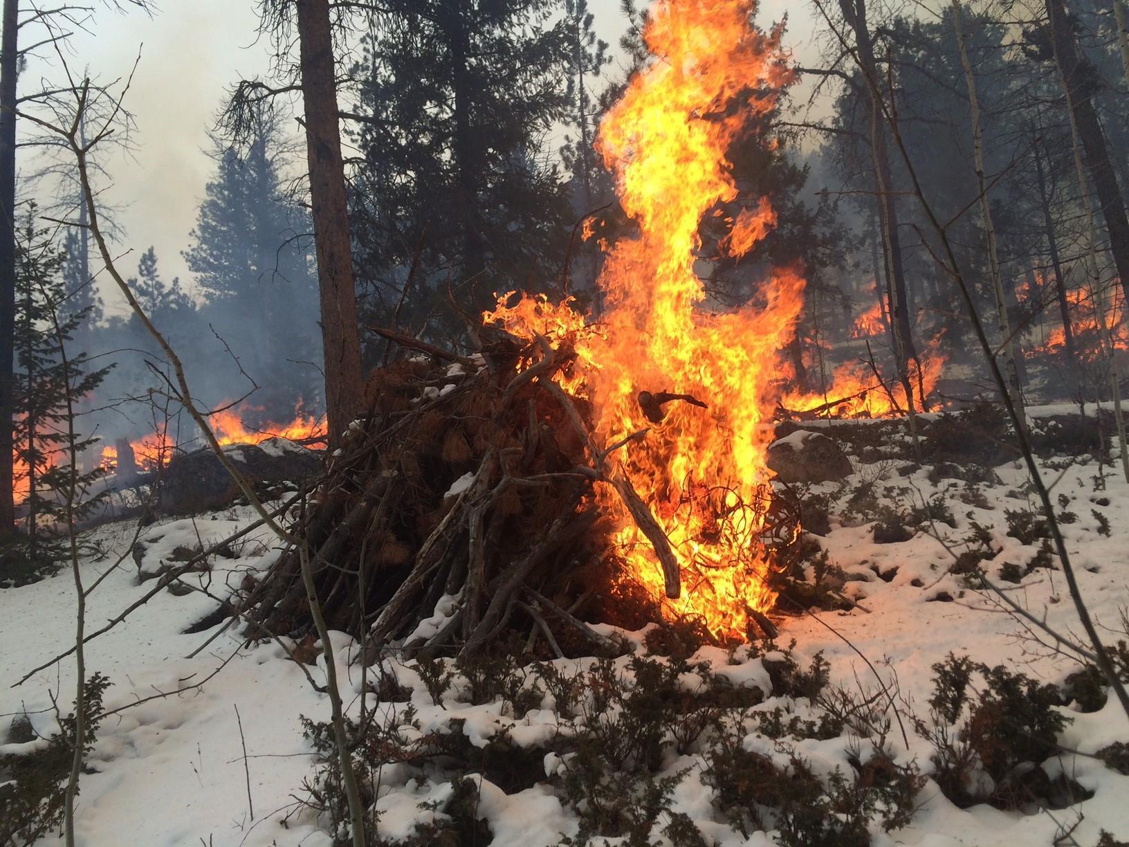 Bright orange flames from a burning slash pile in the forest