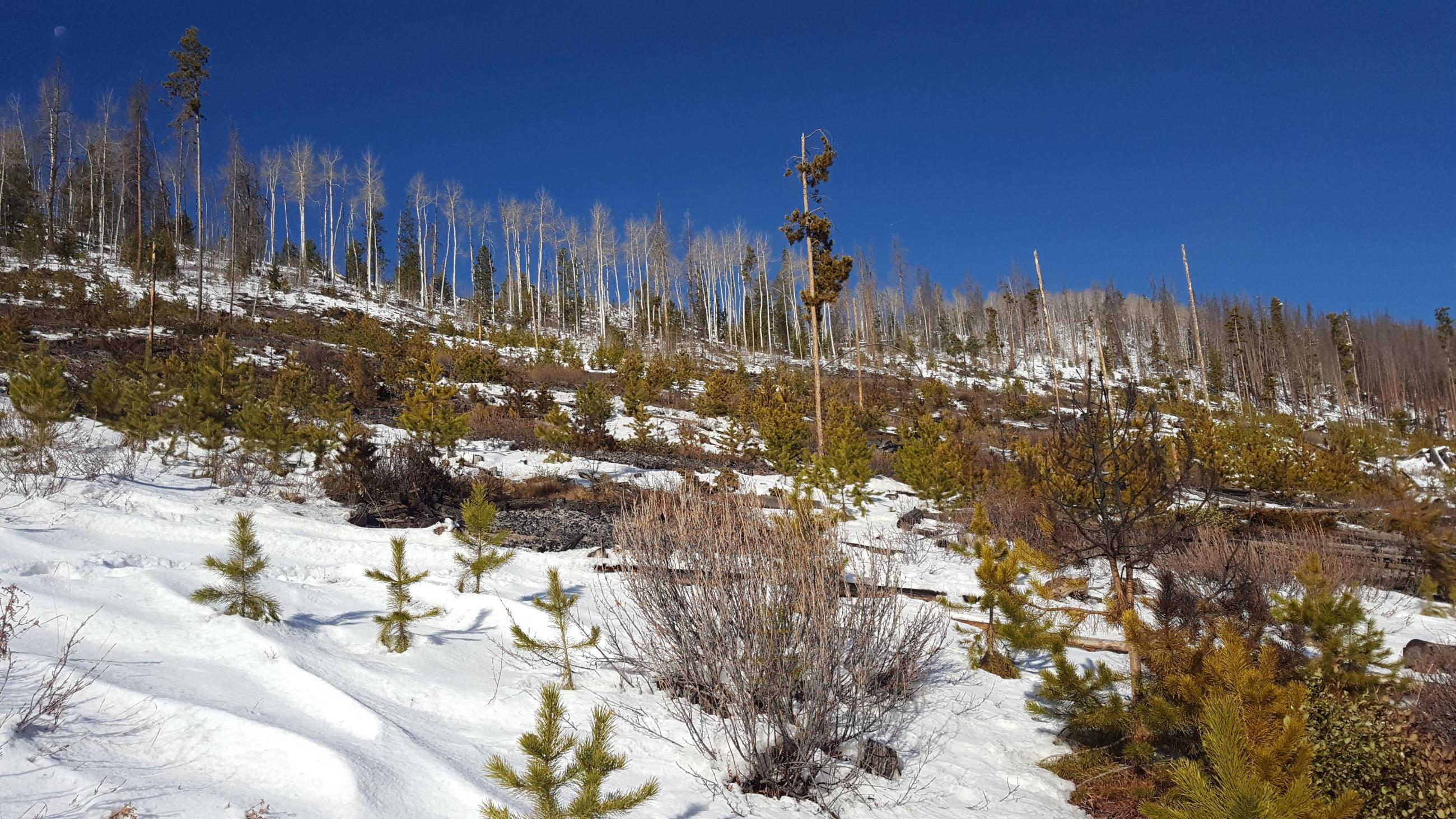 Pile burning in snow with smoke, flames