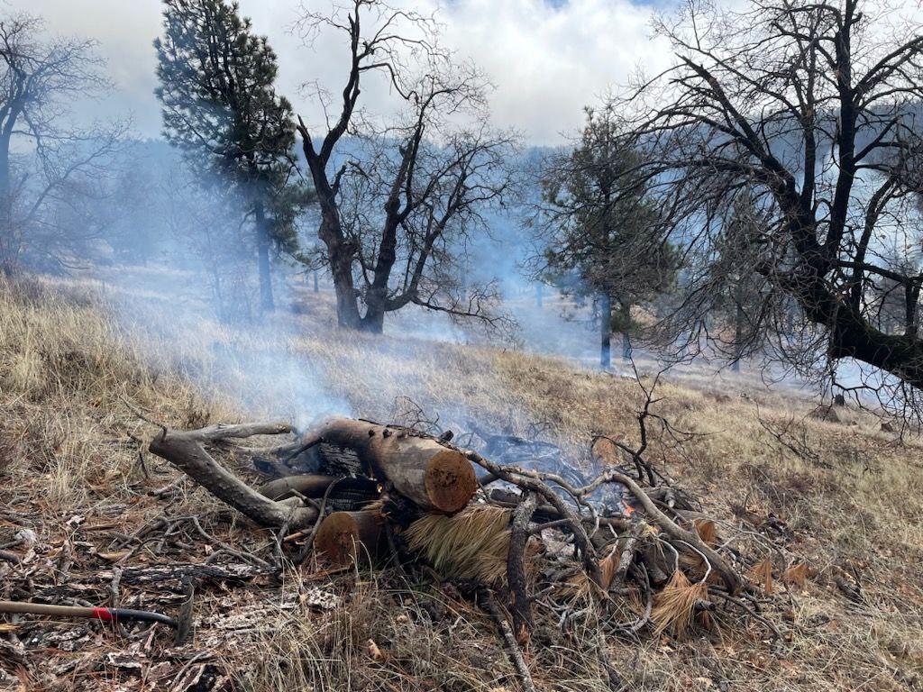 Fuel being consumed on the Mount Laguna Prescribed Burn.
