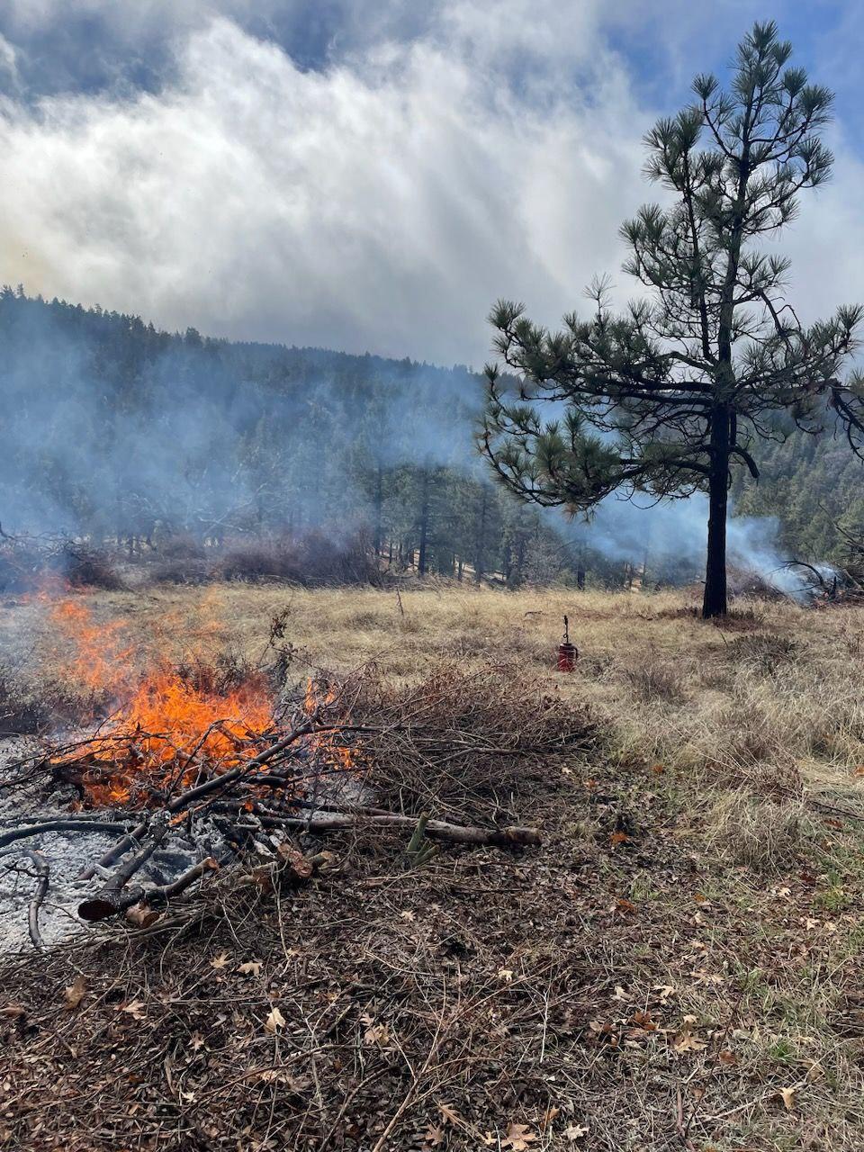 Fuel being consumed on the Mount Laguna Prescribed Burn.