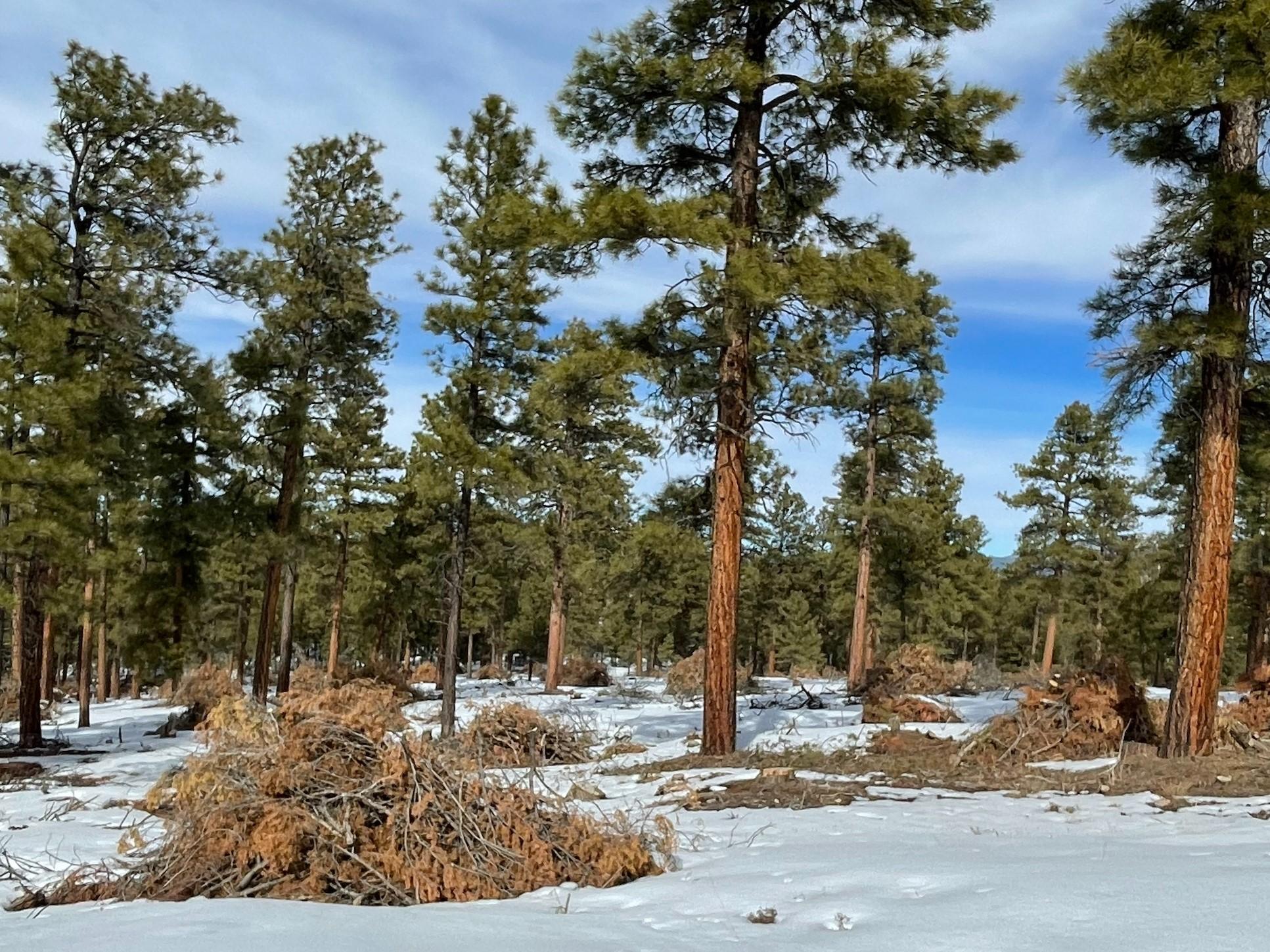 Piles of woody debris in a forest with a snow on the ground.