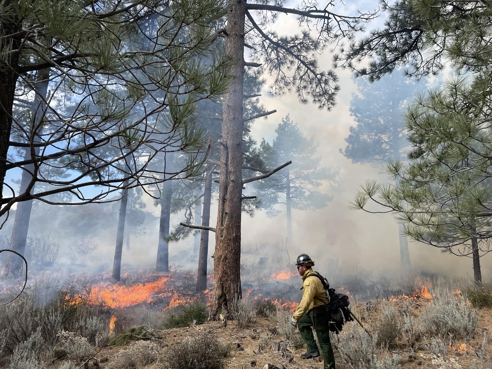 Picture of firefighter walking through forest with prescribed fire on the landscape