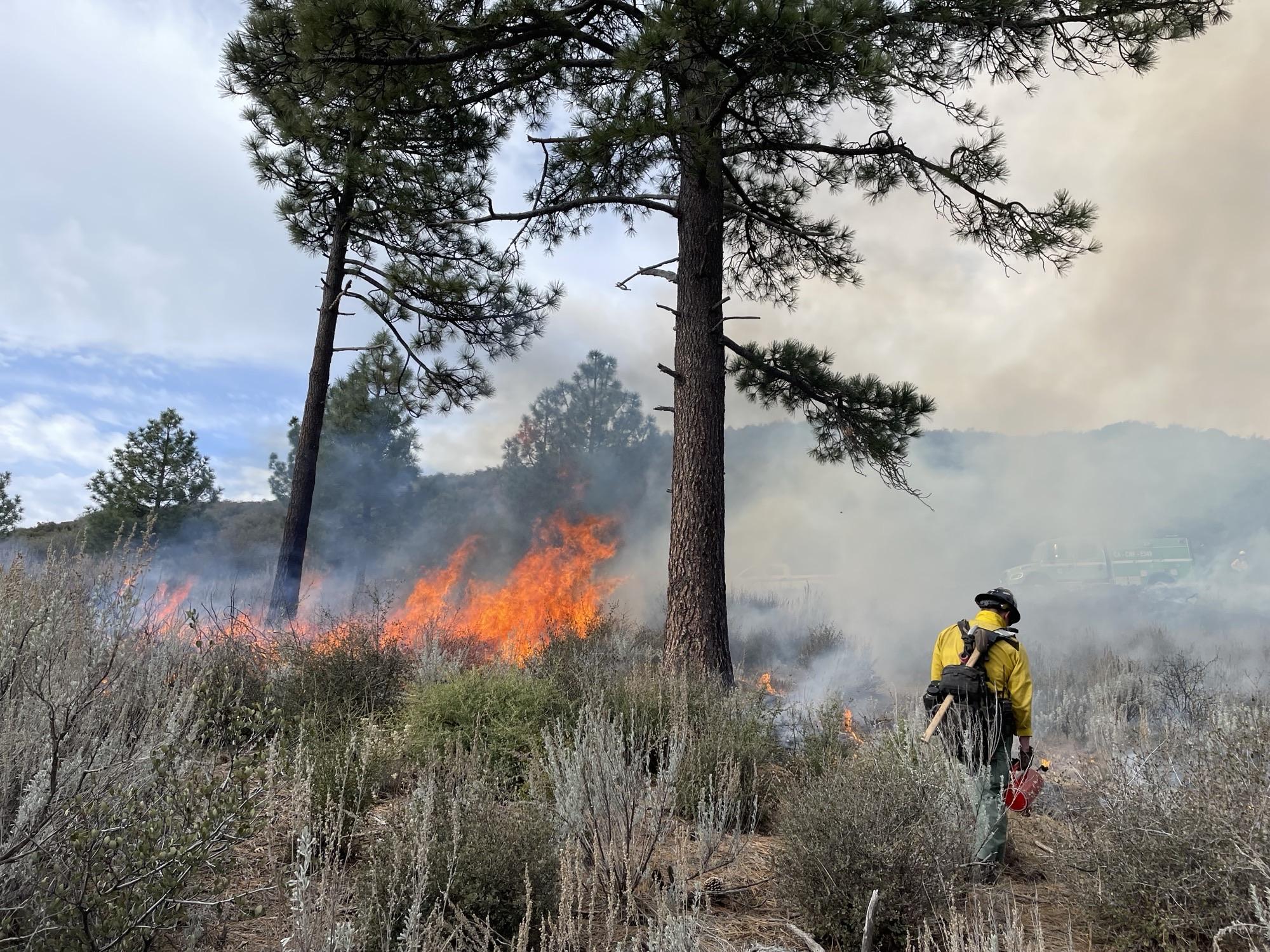 Picture of firefighter walking through forest a prescribed fire on the landscape using a drip torch