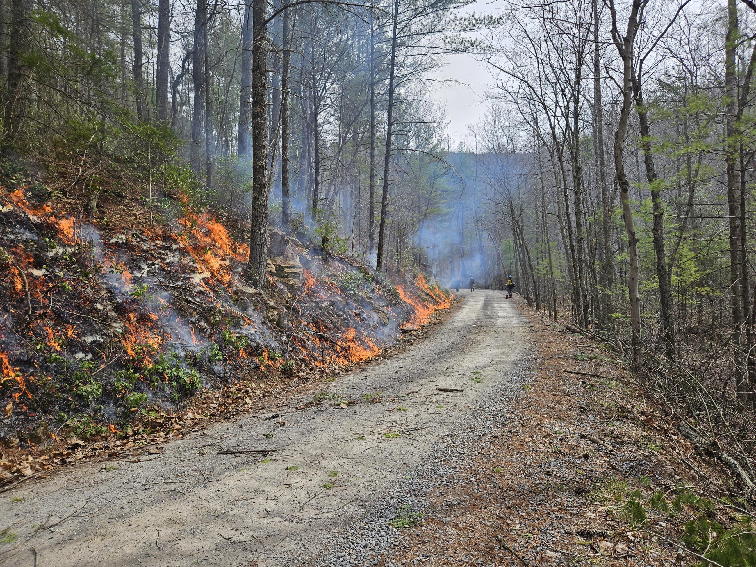 Forested slope with low flames at roadside with firefighters down the road
