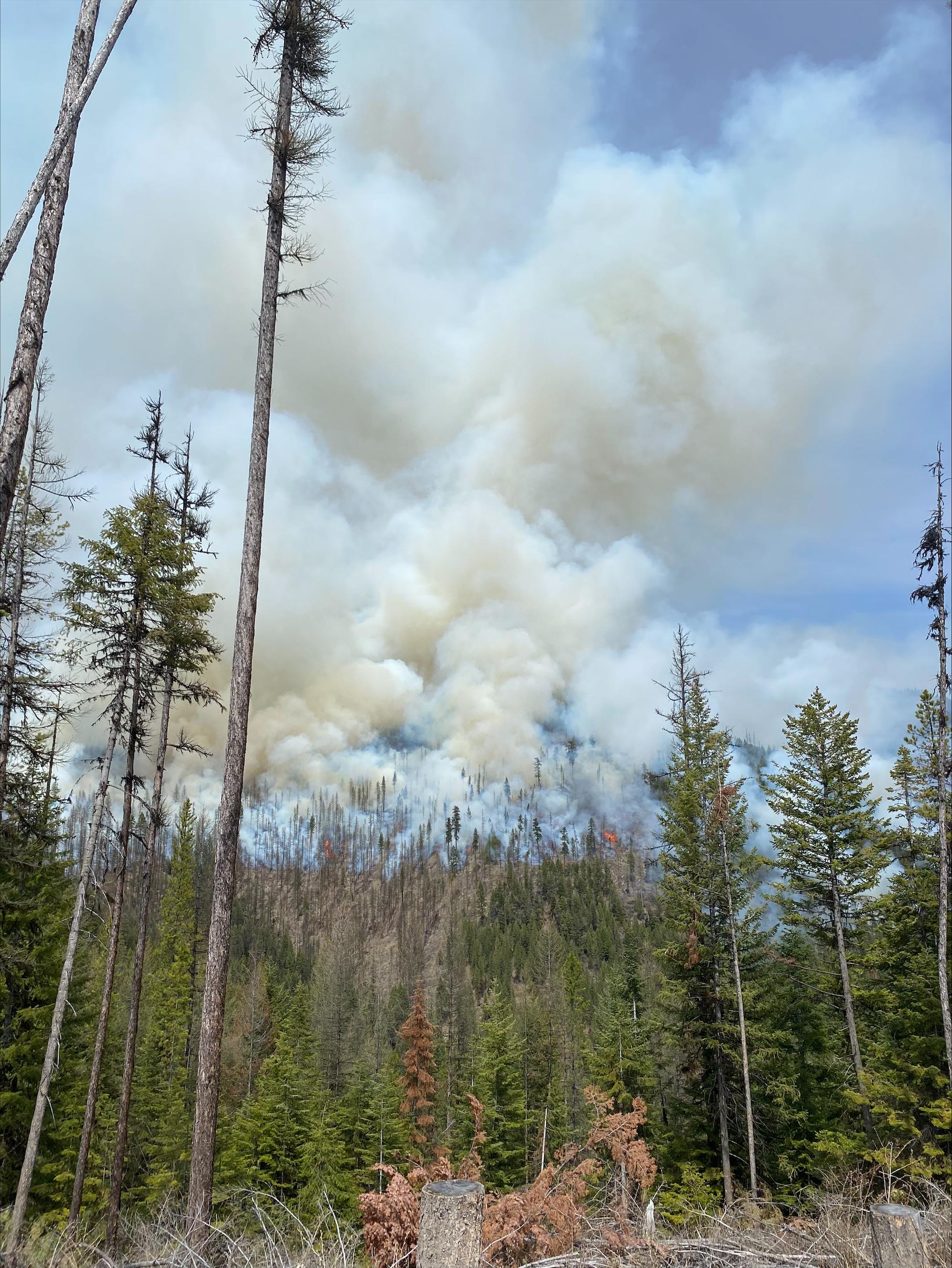 White smoke column from a prescribed fire in a conifer forest 
