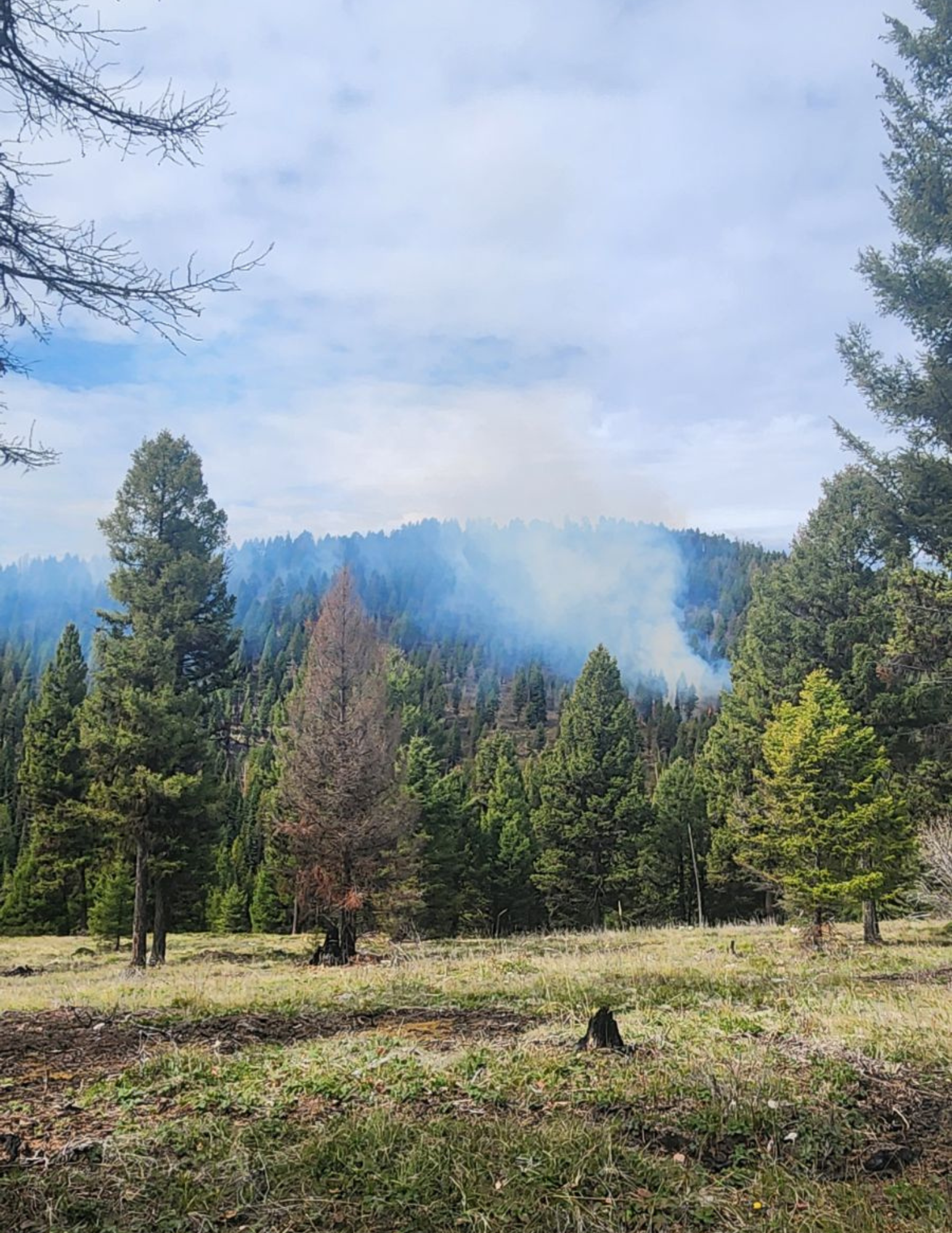 Smoke on a hill in the forest 