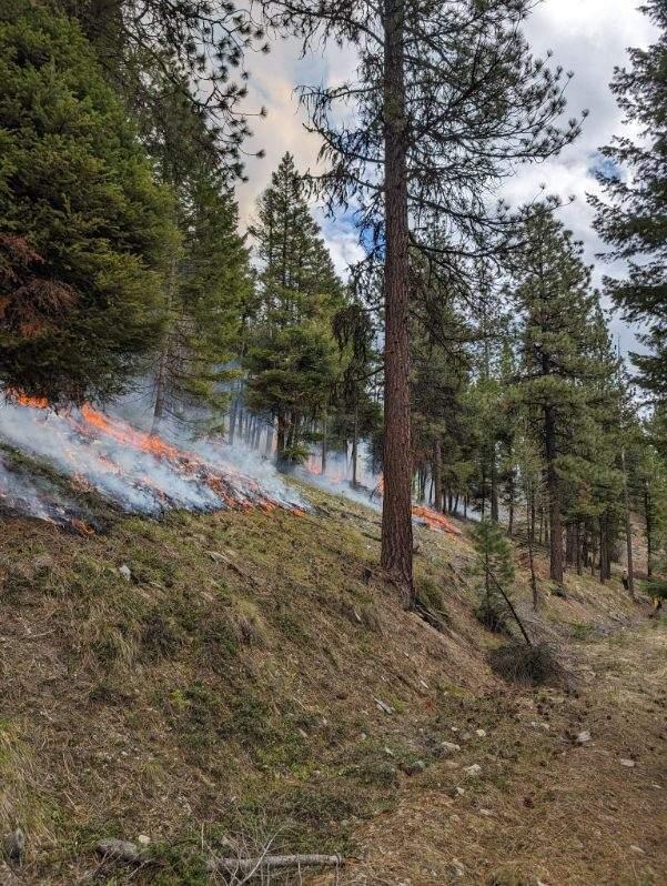 Photo of light smoke and some flame burning in a conifer forest