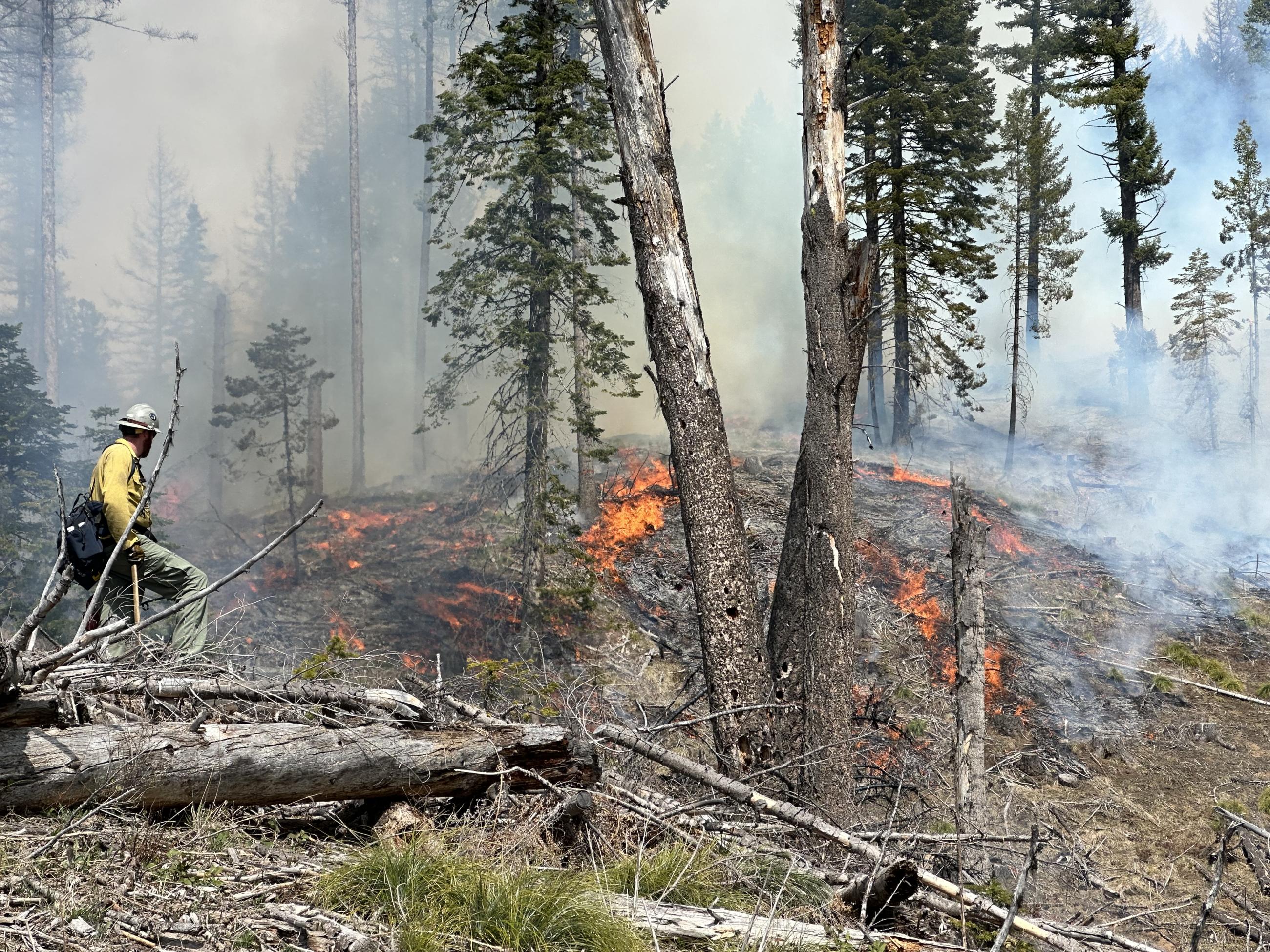 Firefighter in yellow Nomex shirt and green Nomex pants, observes low-intensity prescribed fire creeping along unit's forest floor.