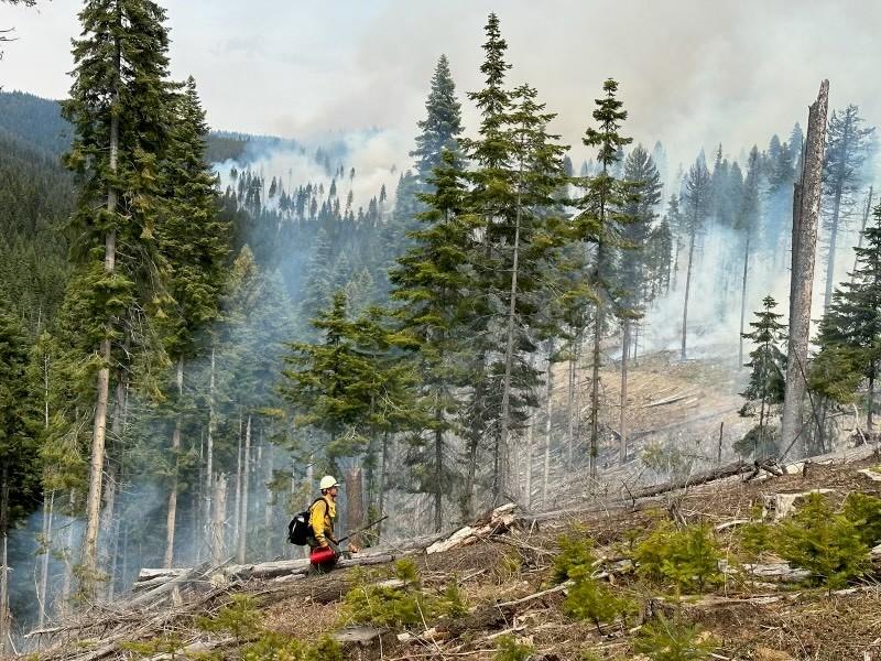 A firefighter in a yellow, long-sleeved Nomex shirt and dark green Nomex pants, carries a drip torch and walks up a slash-filled hill.