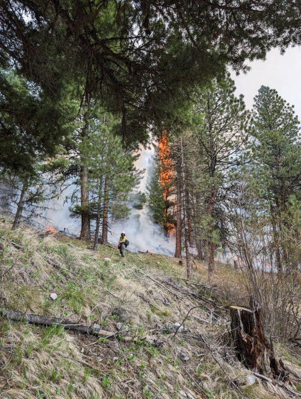 Firefighter standing in forest with drip torch in hand and trees and fire behind them 