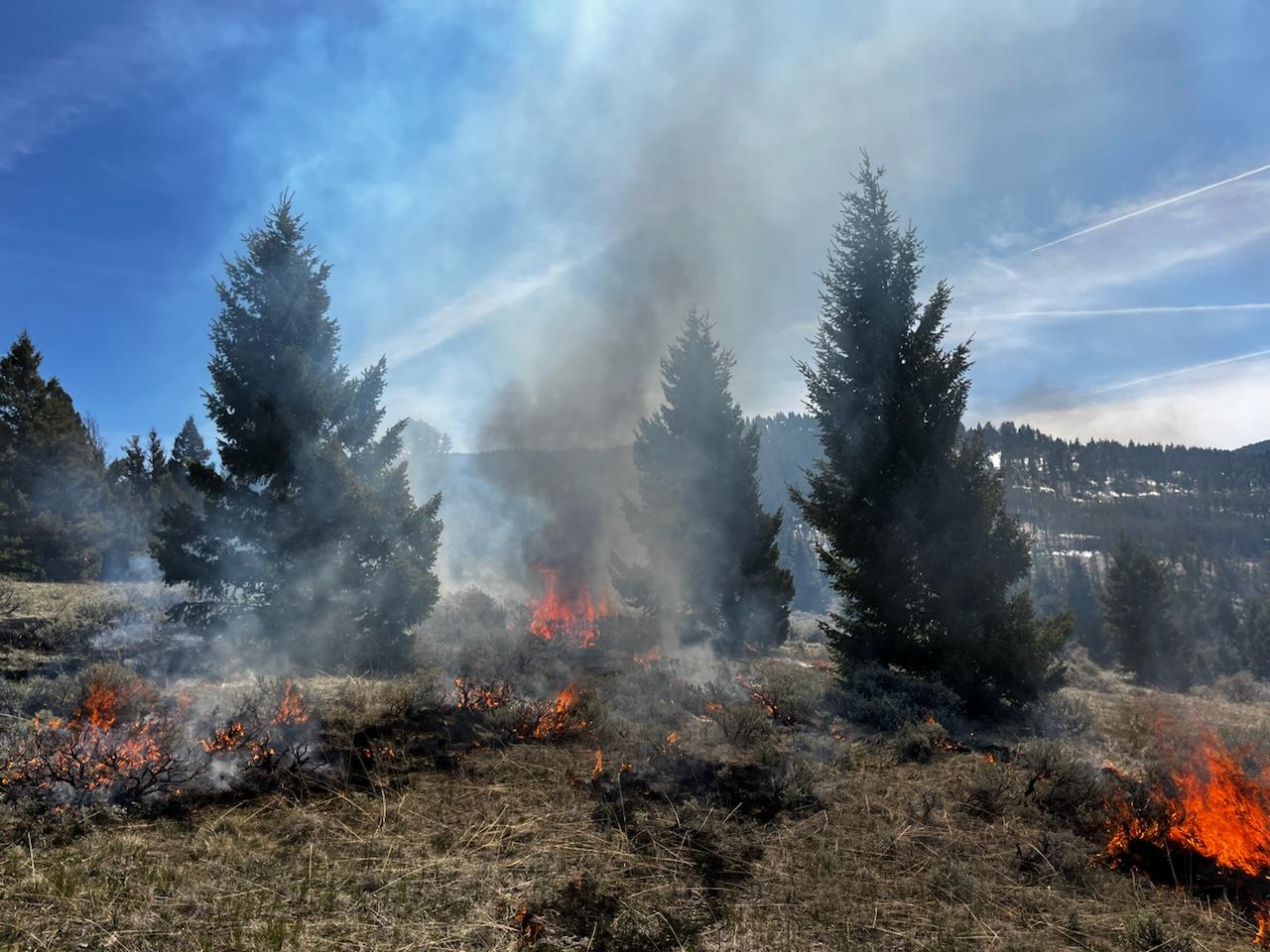 Forested landscape with start of hand ignitions on the Rally Way unit of the Lone Pine prescribed fire project on the Pintler Ranger District.