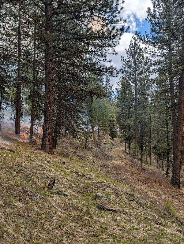 Fire burning in a conifer forest with fire line down below 