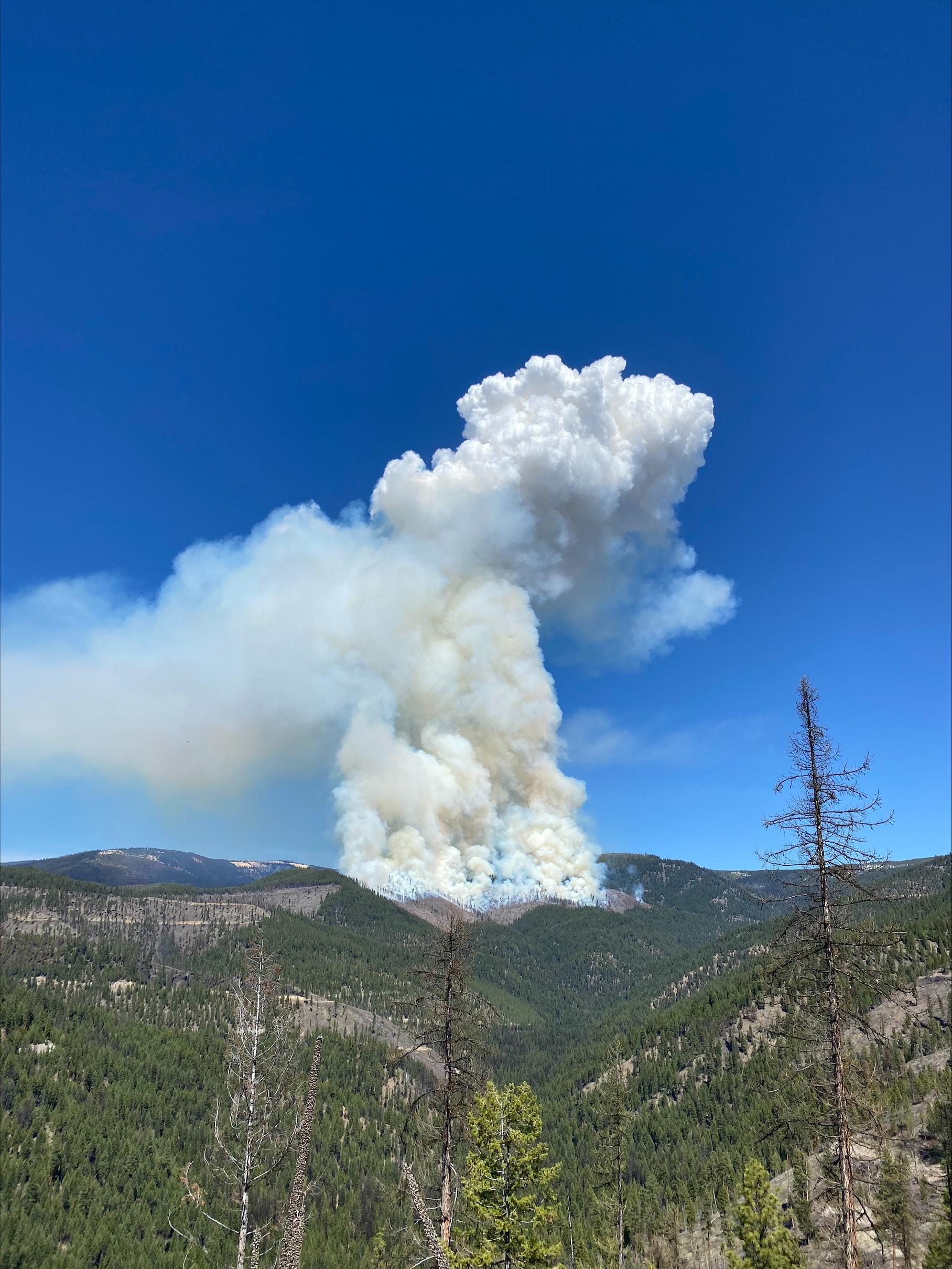 Plume of smoke coming out of the forest with blue sky in the background