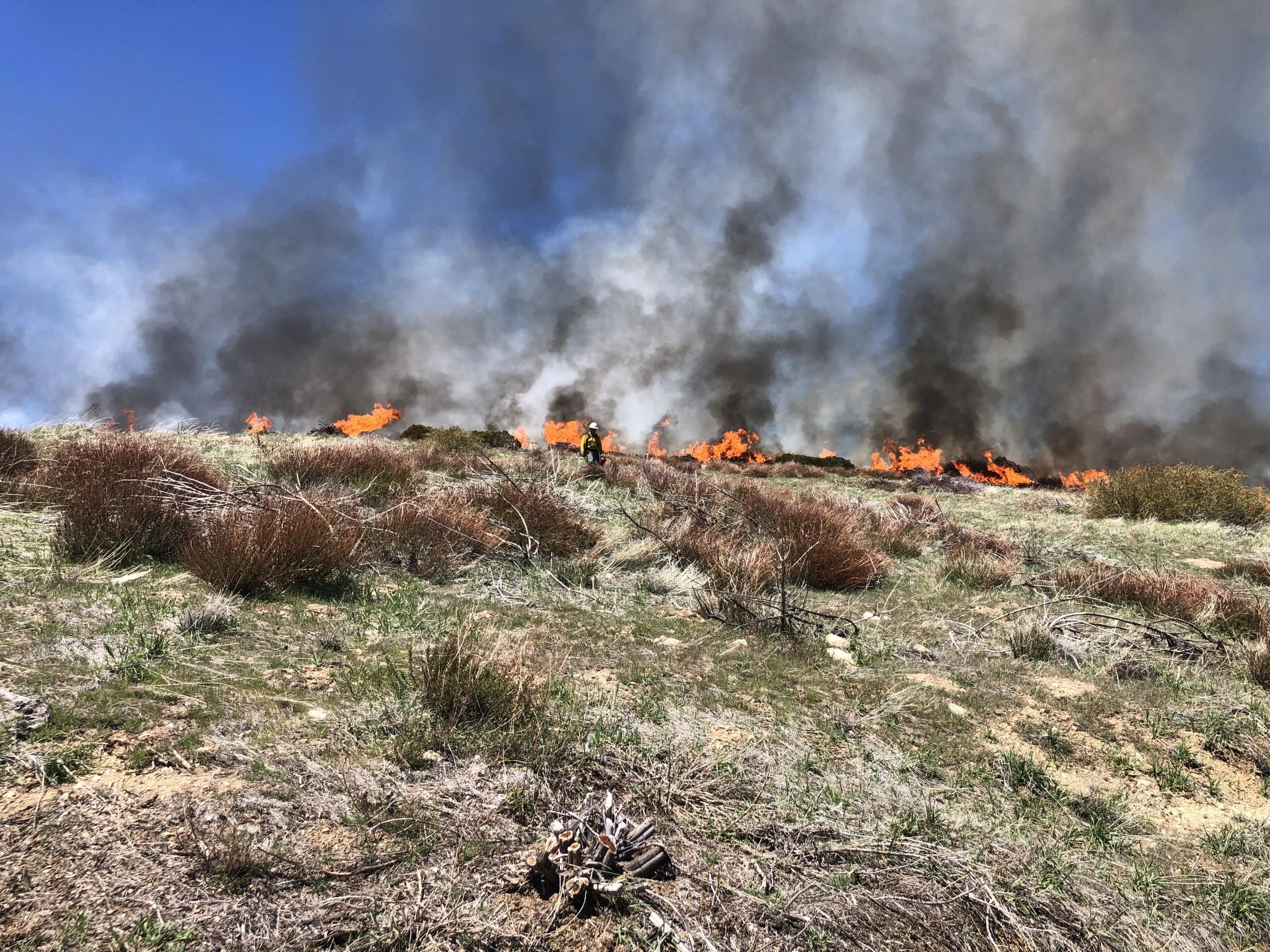 Picture of a hillside that shows smoke and flames. It shows fuels being consumed. 