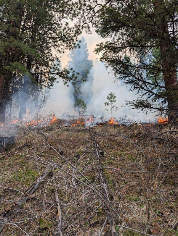 Fire and light smoke in a conifer forest 