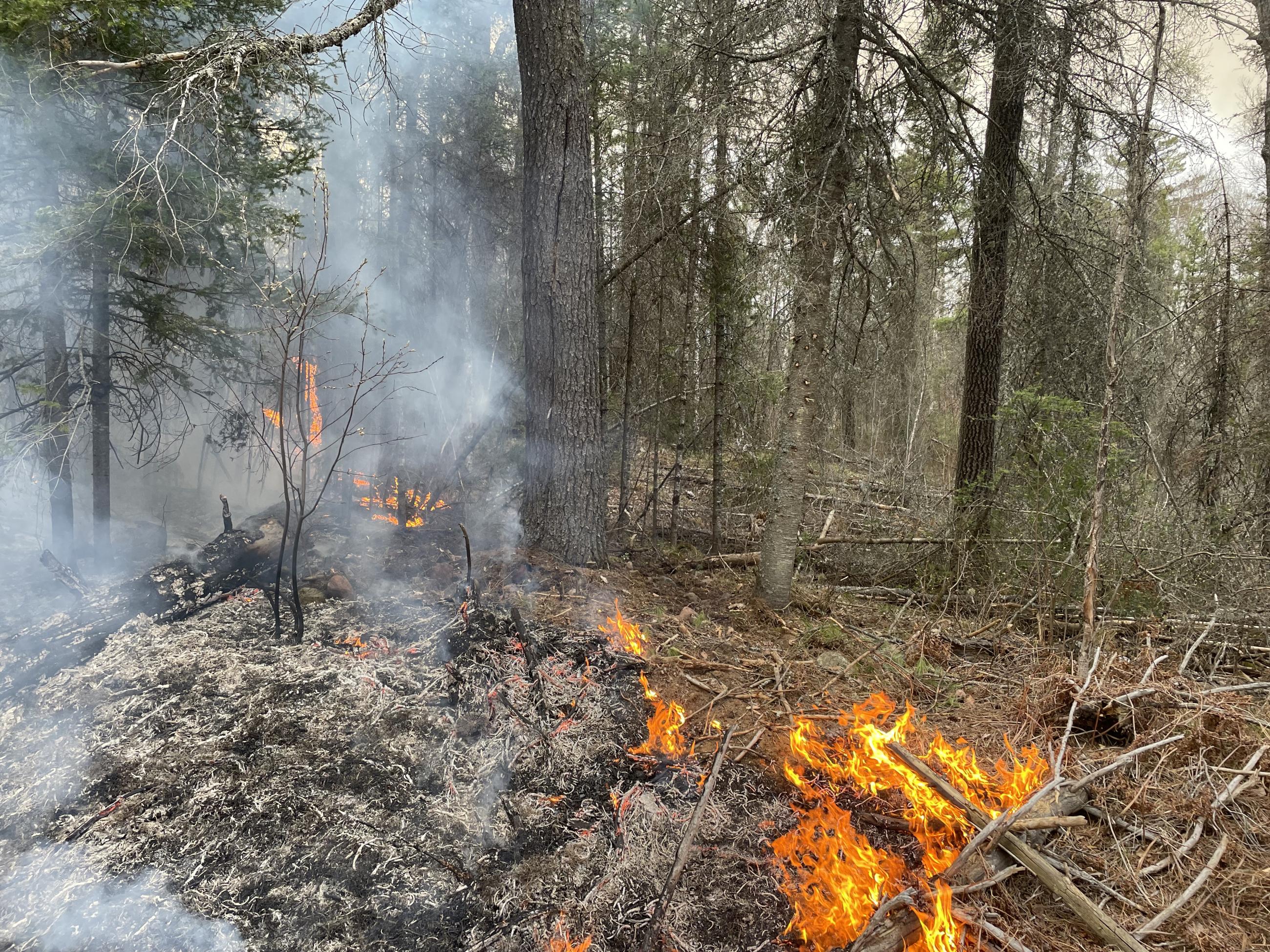 Image of a fire burning in the woods