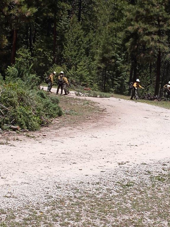 Firefighters in yellow wildfire shirts and green pants are pulling small trees and boughs across a dirt Forest Service Road.