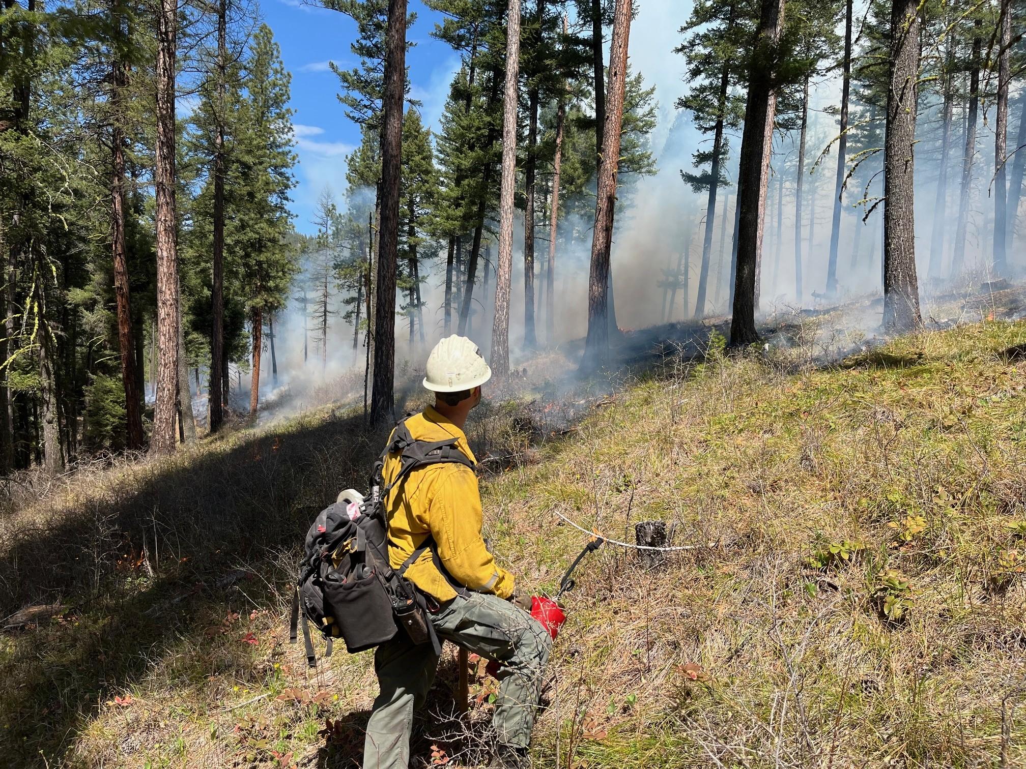 Firefighter holding trip torch in hand with smoke and fire in a conifer forest 
