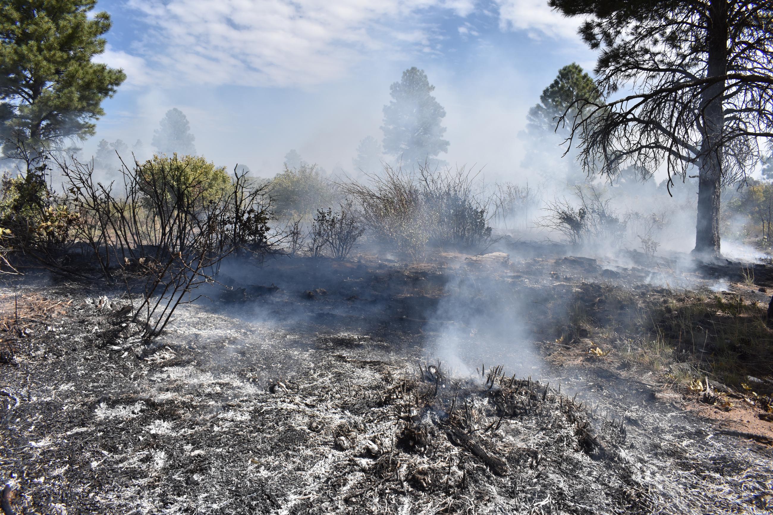 Image of burned ground vegetation smoldering with light, white smoke in between ponderosa pine trees on the West Dolores Rim prescribe fire project. 