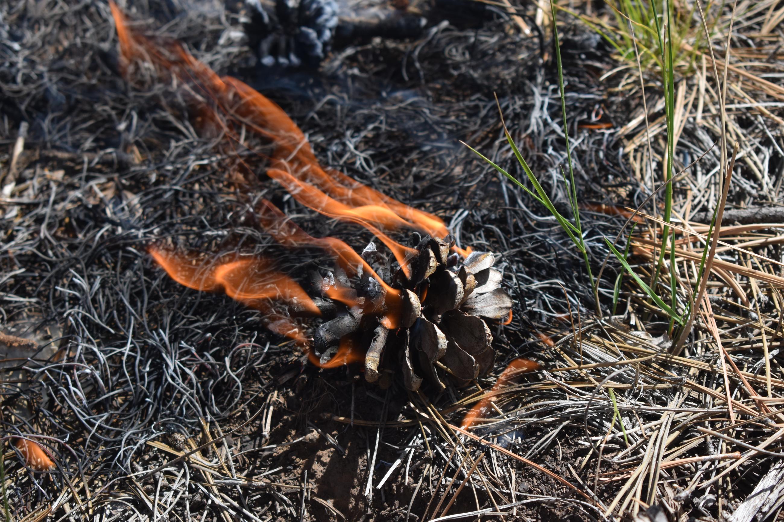 Image of a Ponderosa pinecone burning on the West Dolores Rim prescribe fire project. 