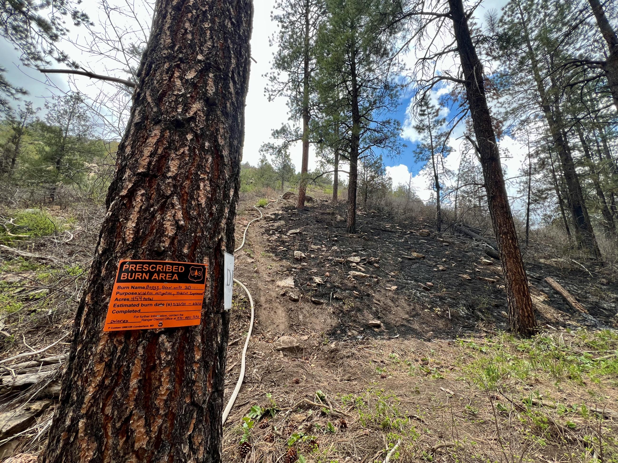 A ponderosa pine with an orange sign is in the foreground left with a burned area on a slope to the right.