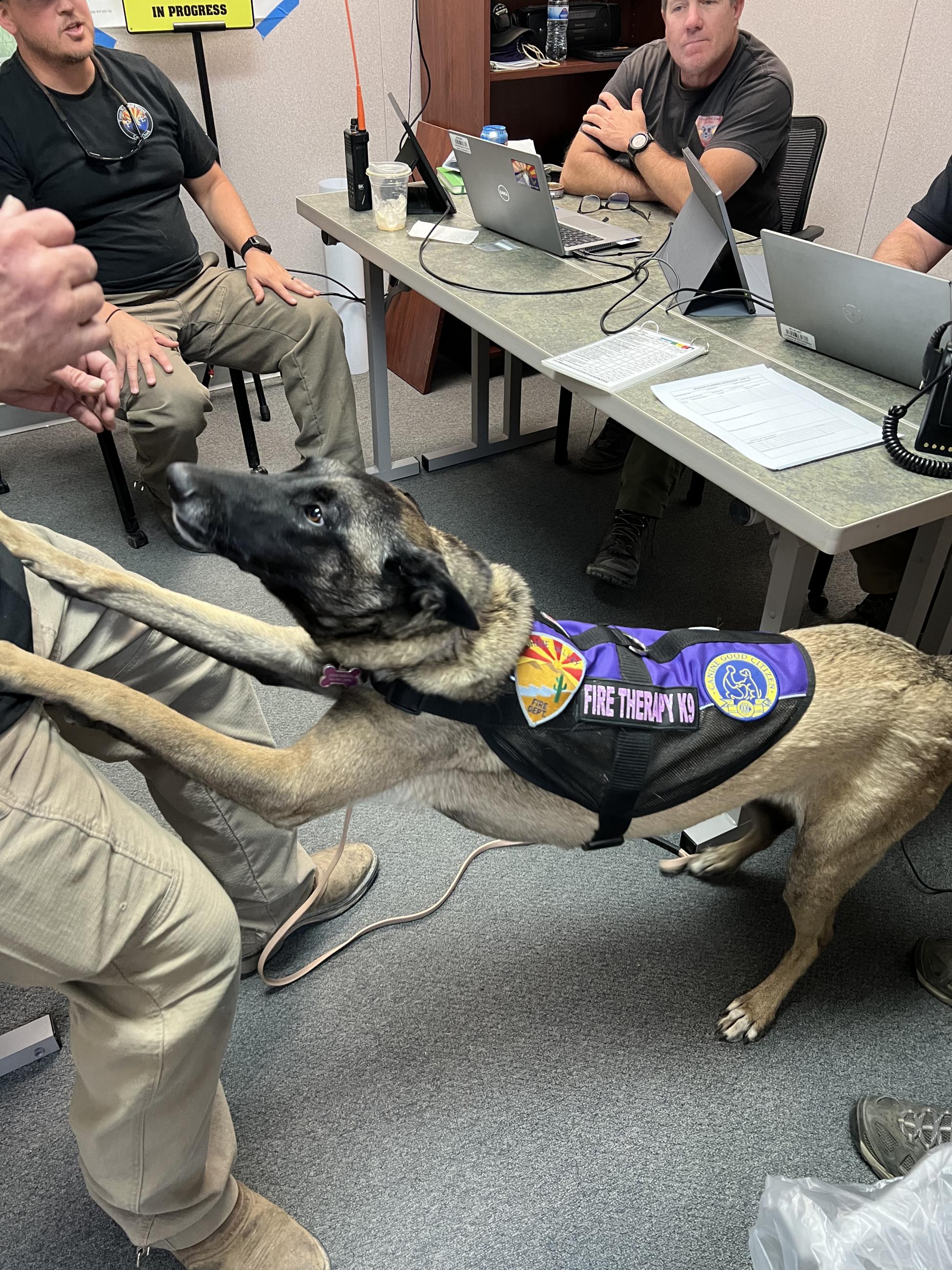 Fire Therapy Dog