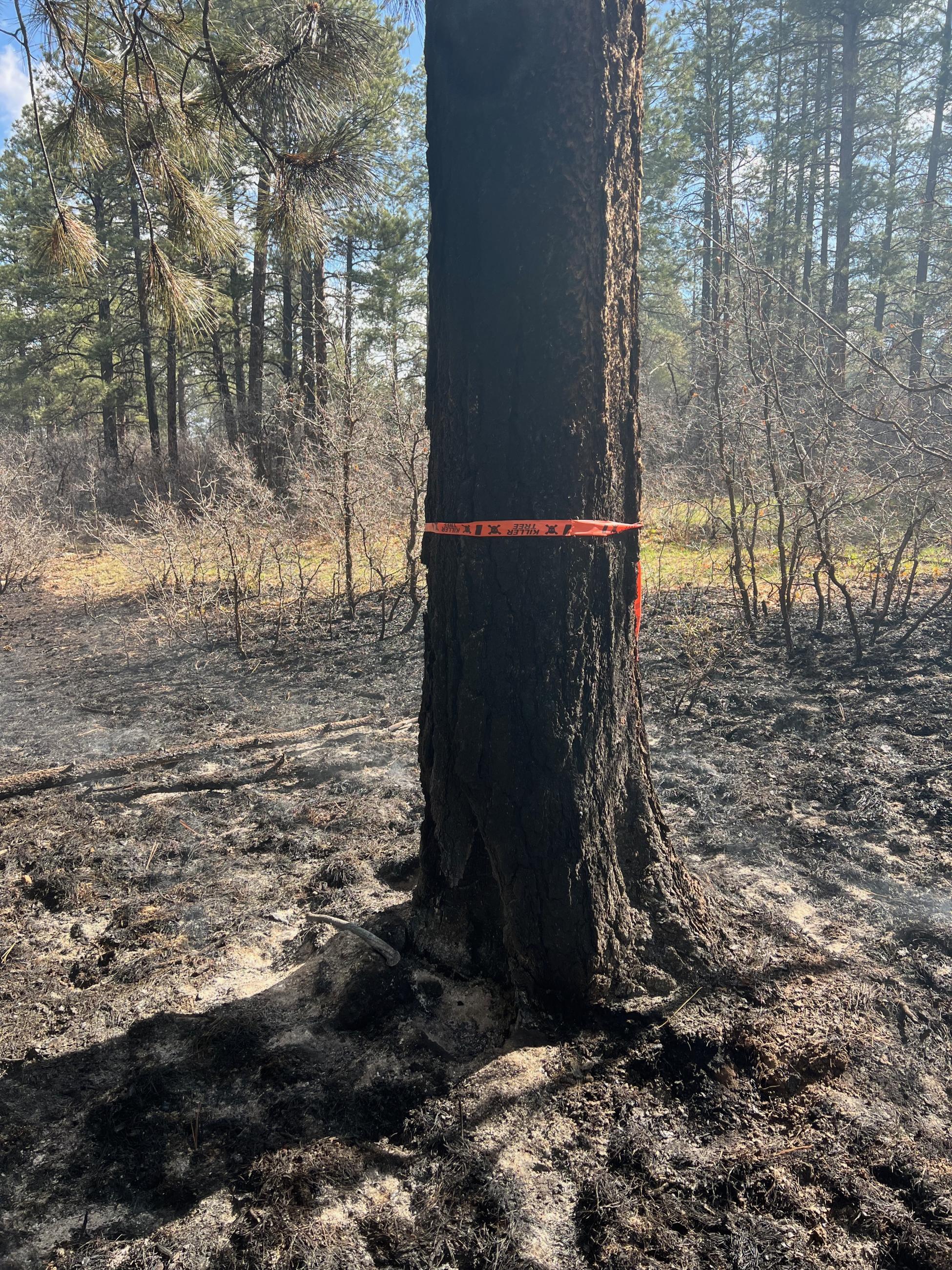 A charred tree trunk with orange flagging around it is seen in a recently burned area.