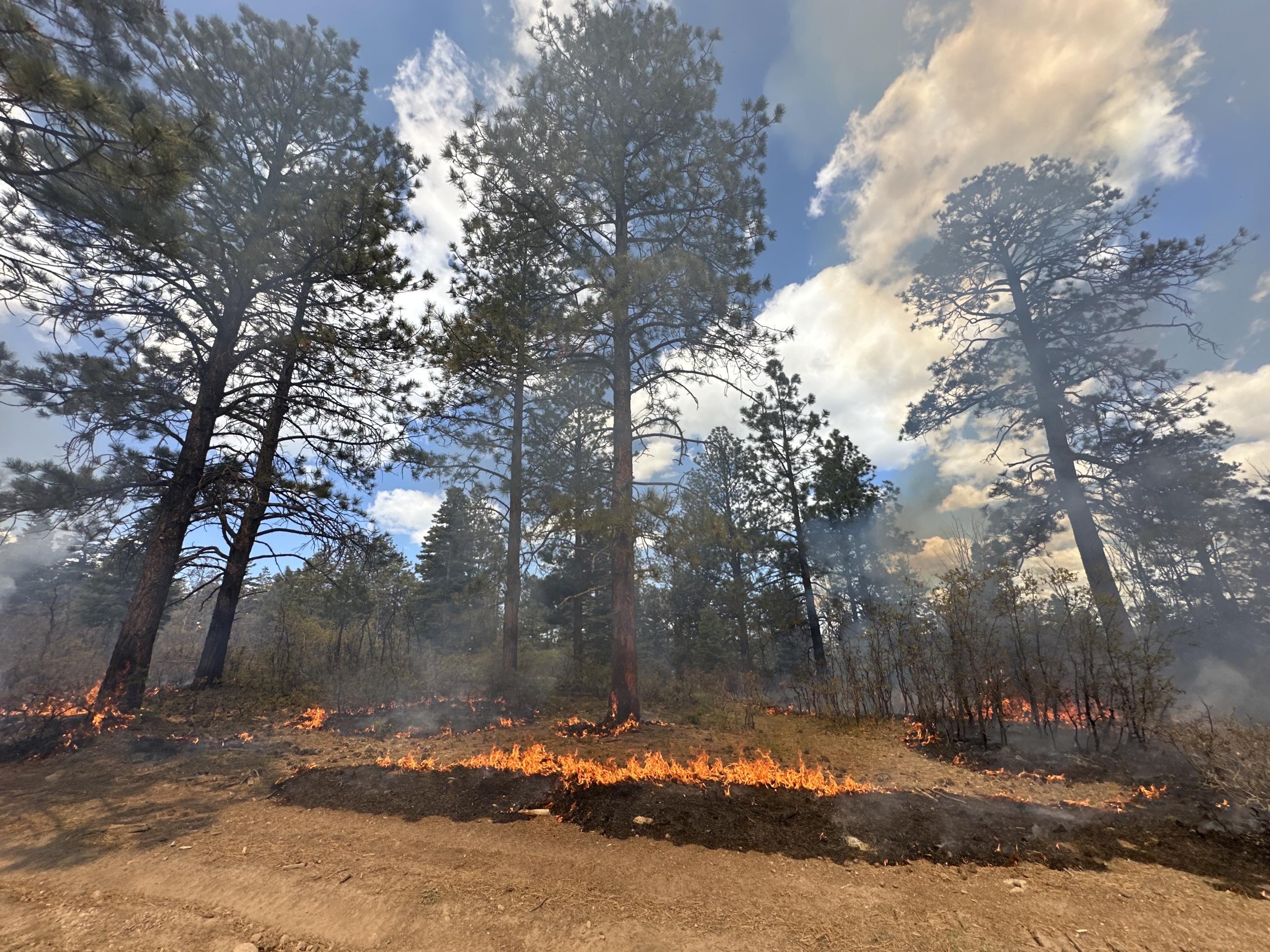 Nmcaf Esquibel Prescribed Fire Information | InciWeb