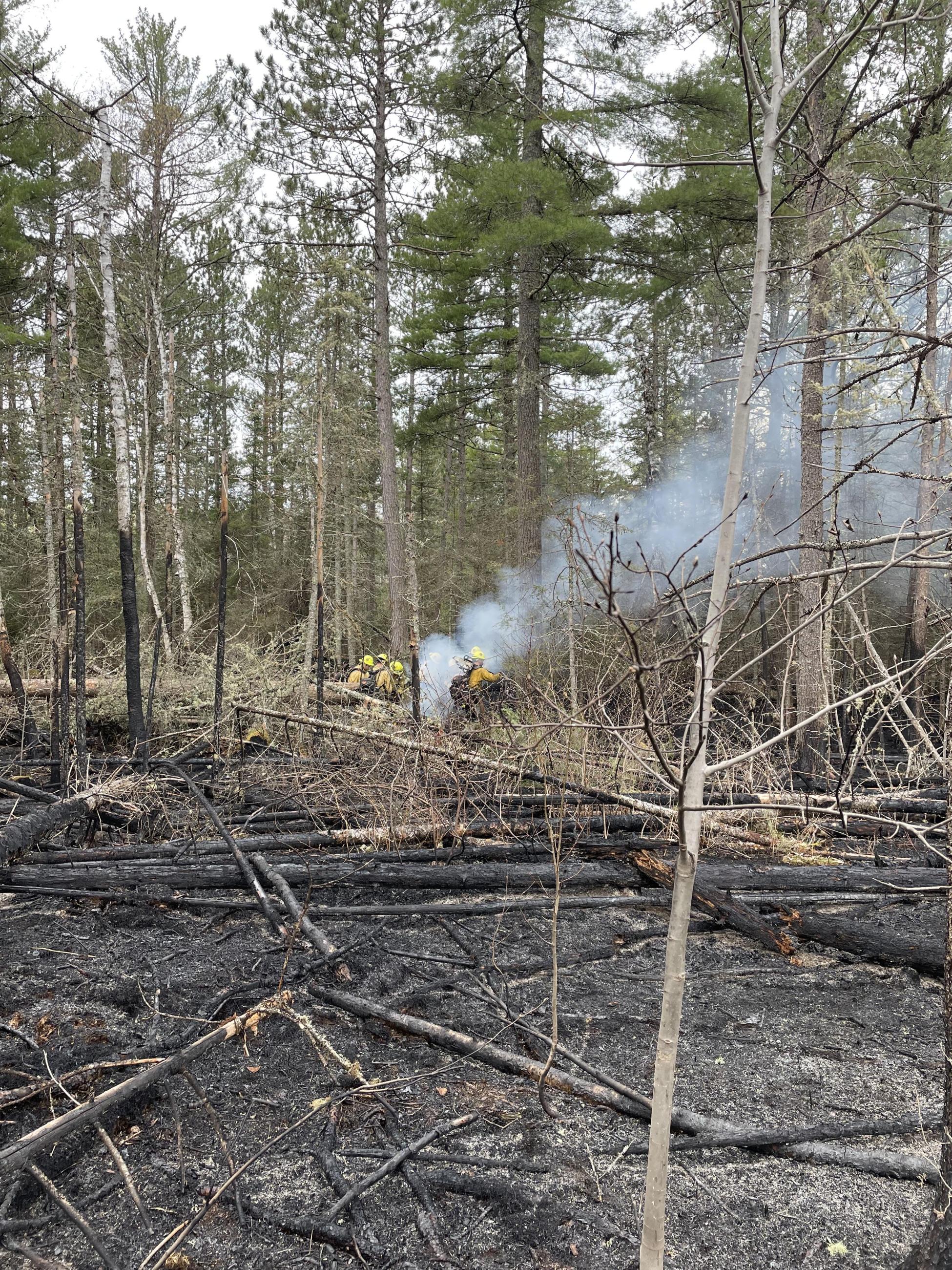 Single smoke comes from a stump in a fire area