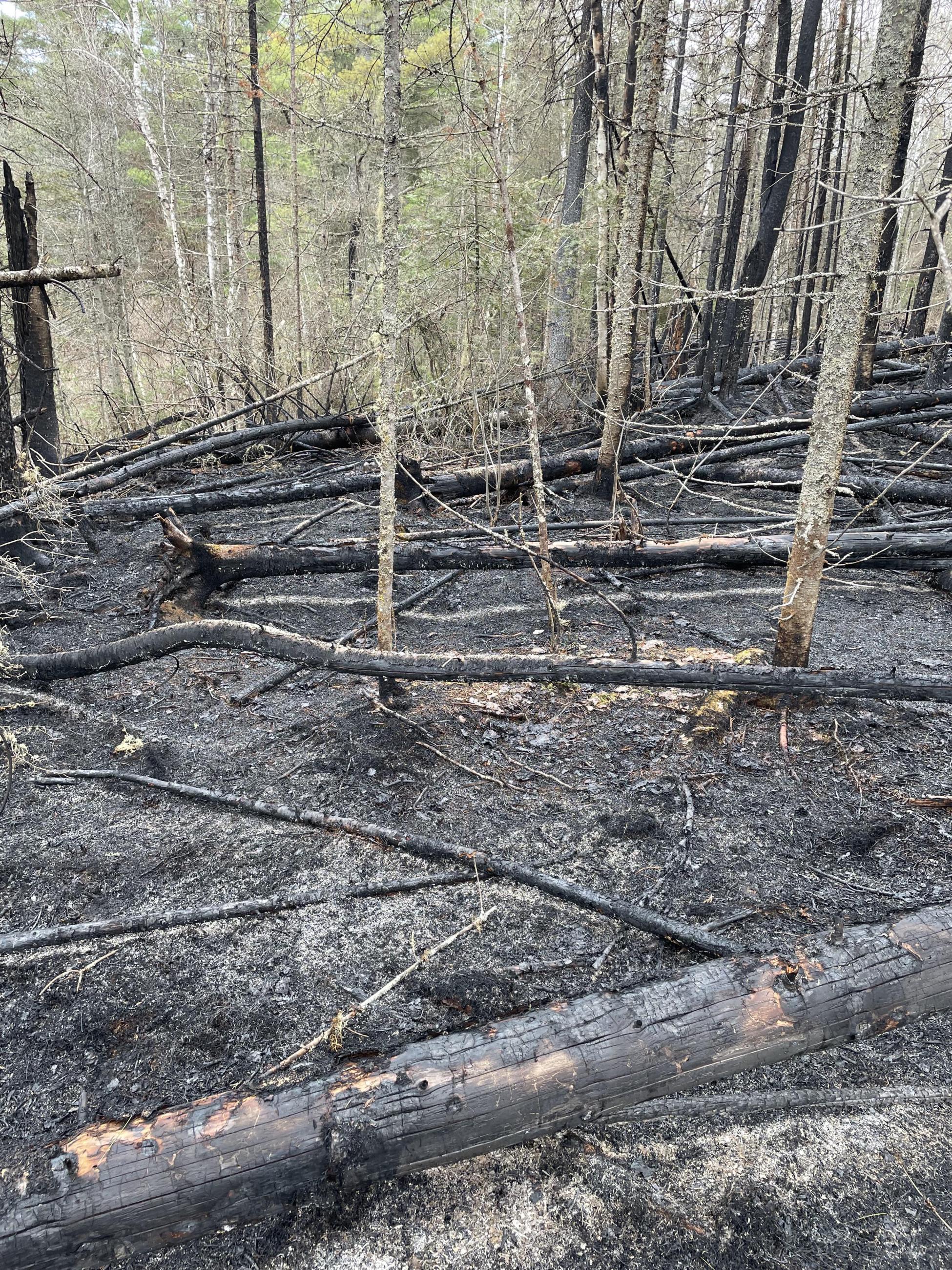 Burnt forest floor