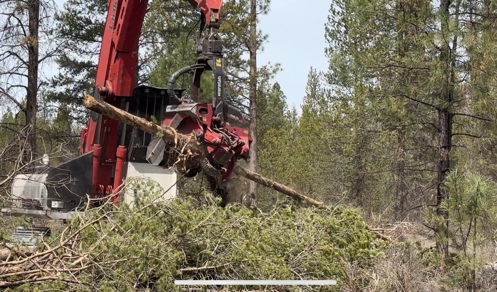 A tracked processor limbs, bucks and stacks fuels 