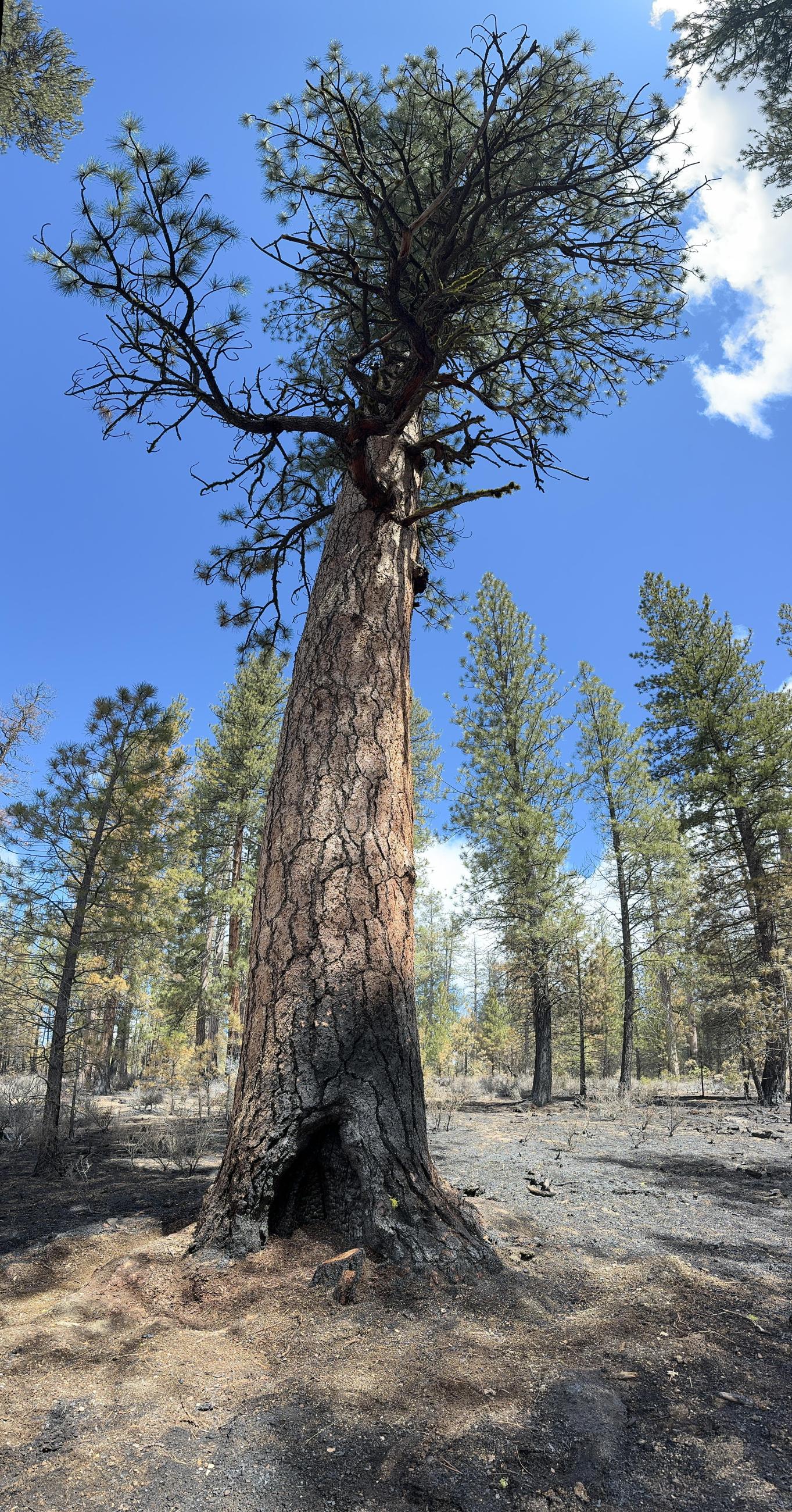 Large Ponderosa Pine protected by firefighters