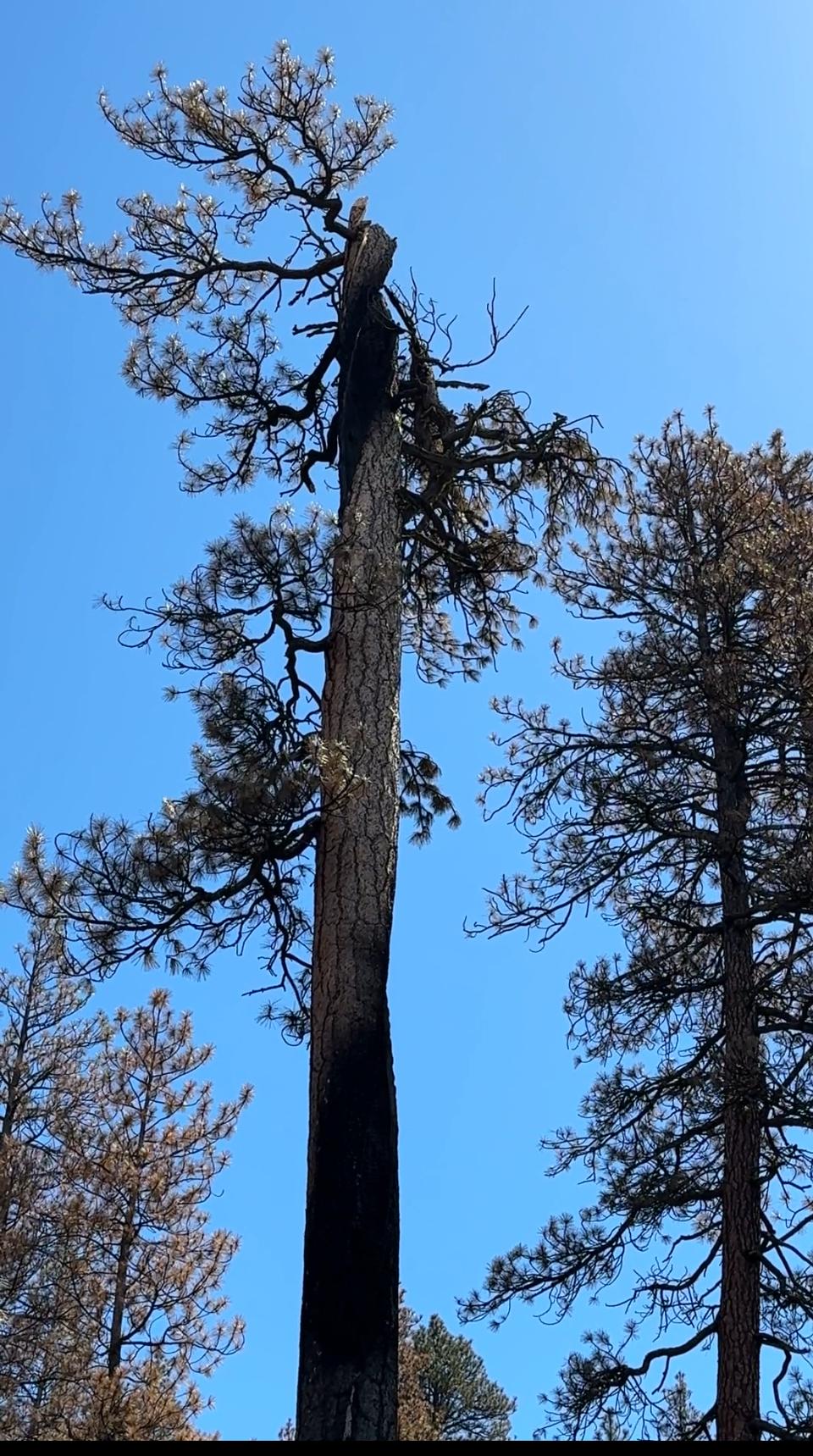 Lightning-Struck Ponderosa Pine - Point of Origin of the Little Yamsay Fire