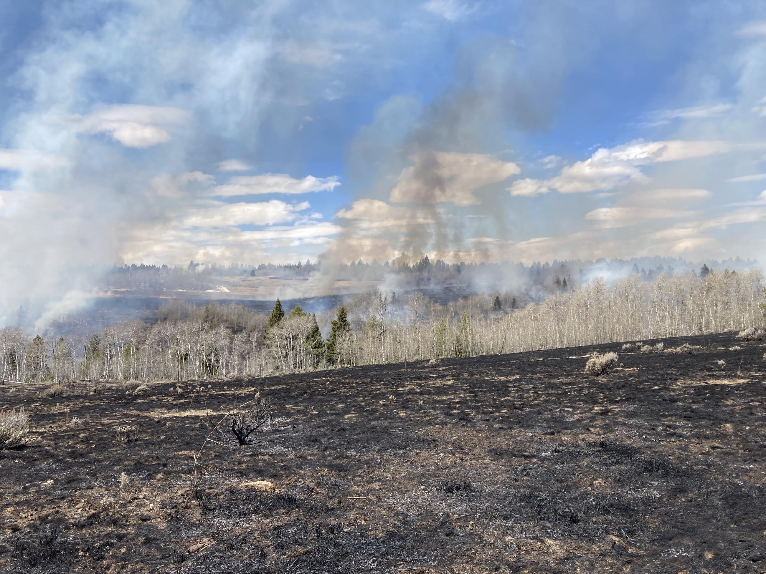 Picture showing the landscape after the ground fire went through, removing ground fuels and leaving trees intact.