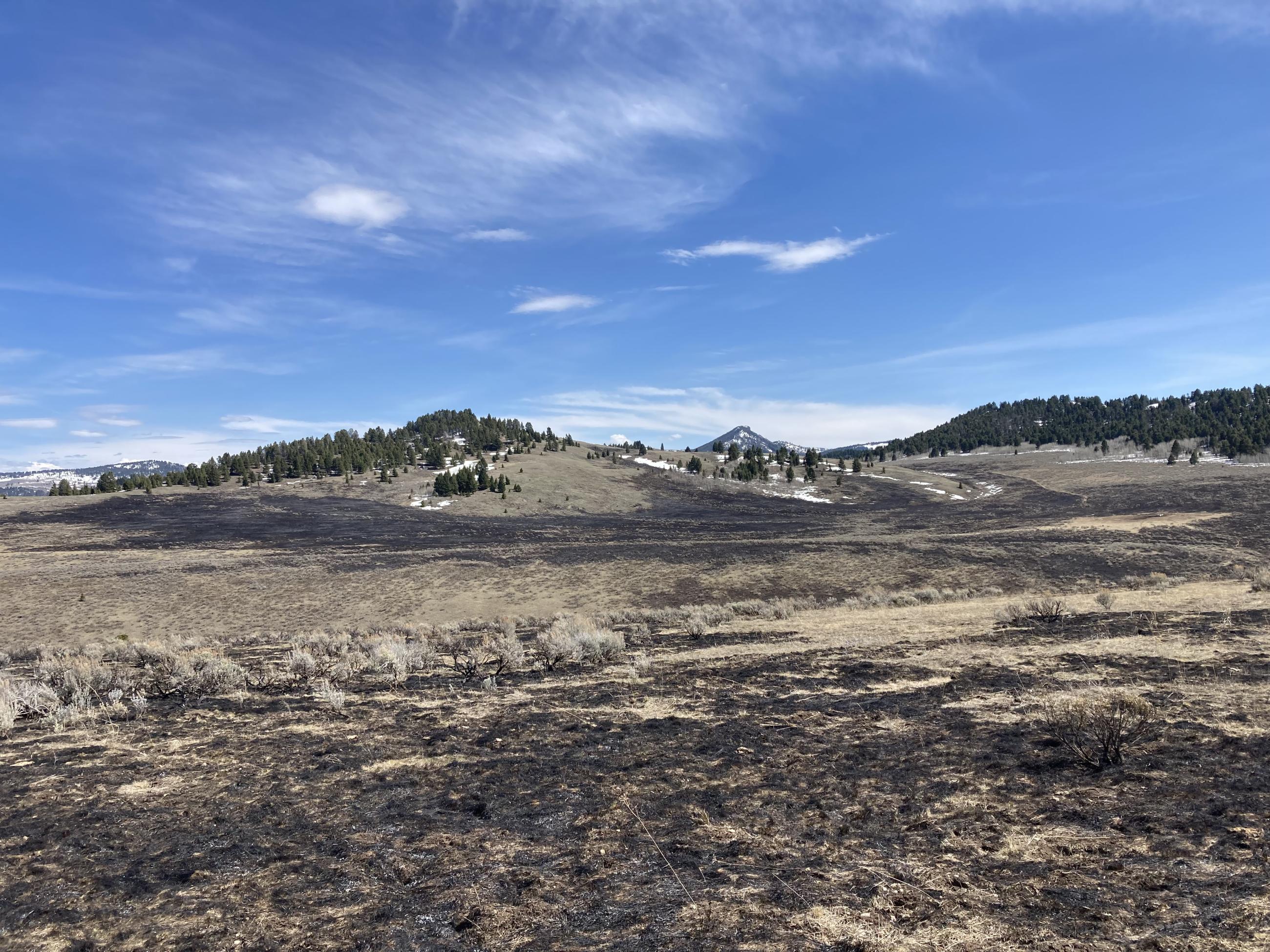Photo showing the burn pattern, with ground fuels burned in a mosaic pattern and unburned trees.