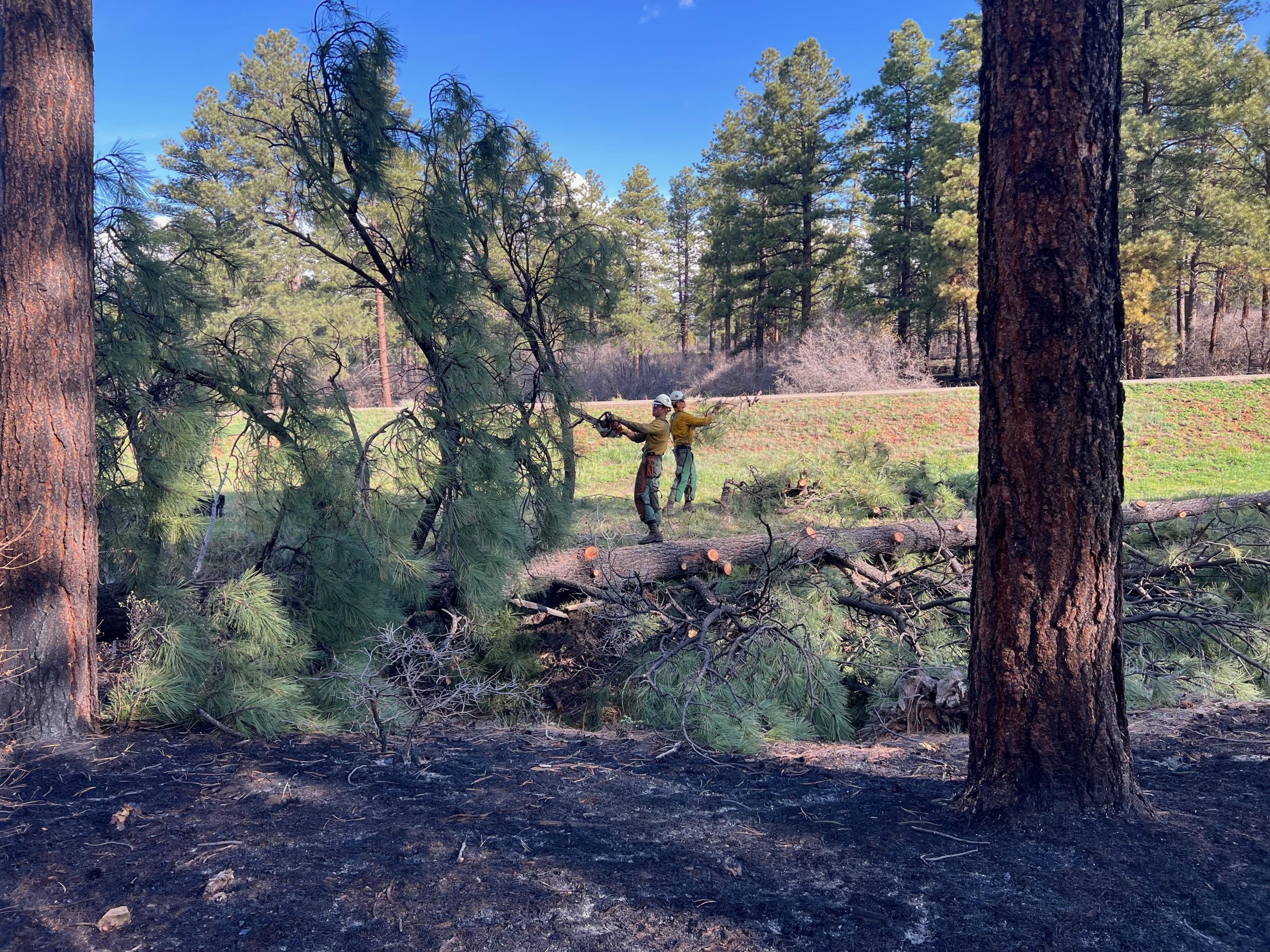 Two firefighters, one using a chain saw, are seen along a forest road workng to cut up a felled hazard tree.