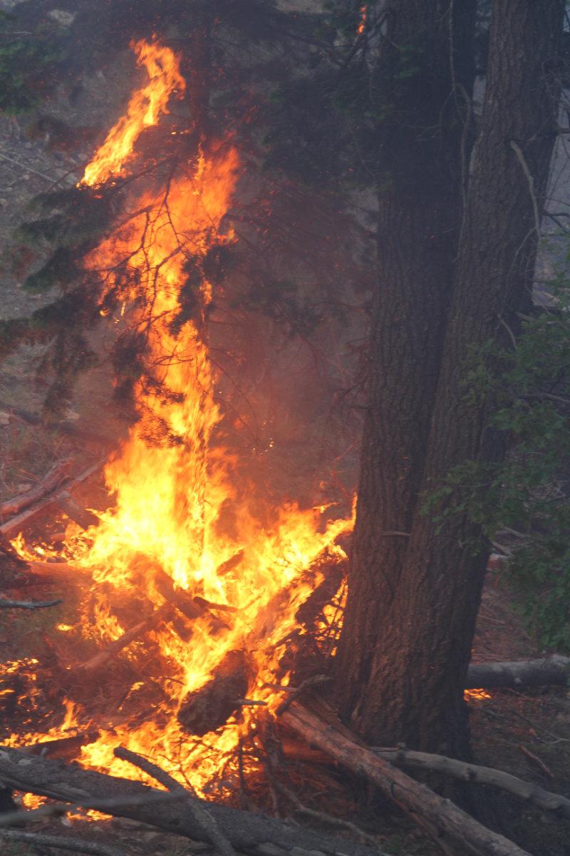 Ground fuels burning near a tree