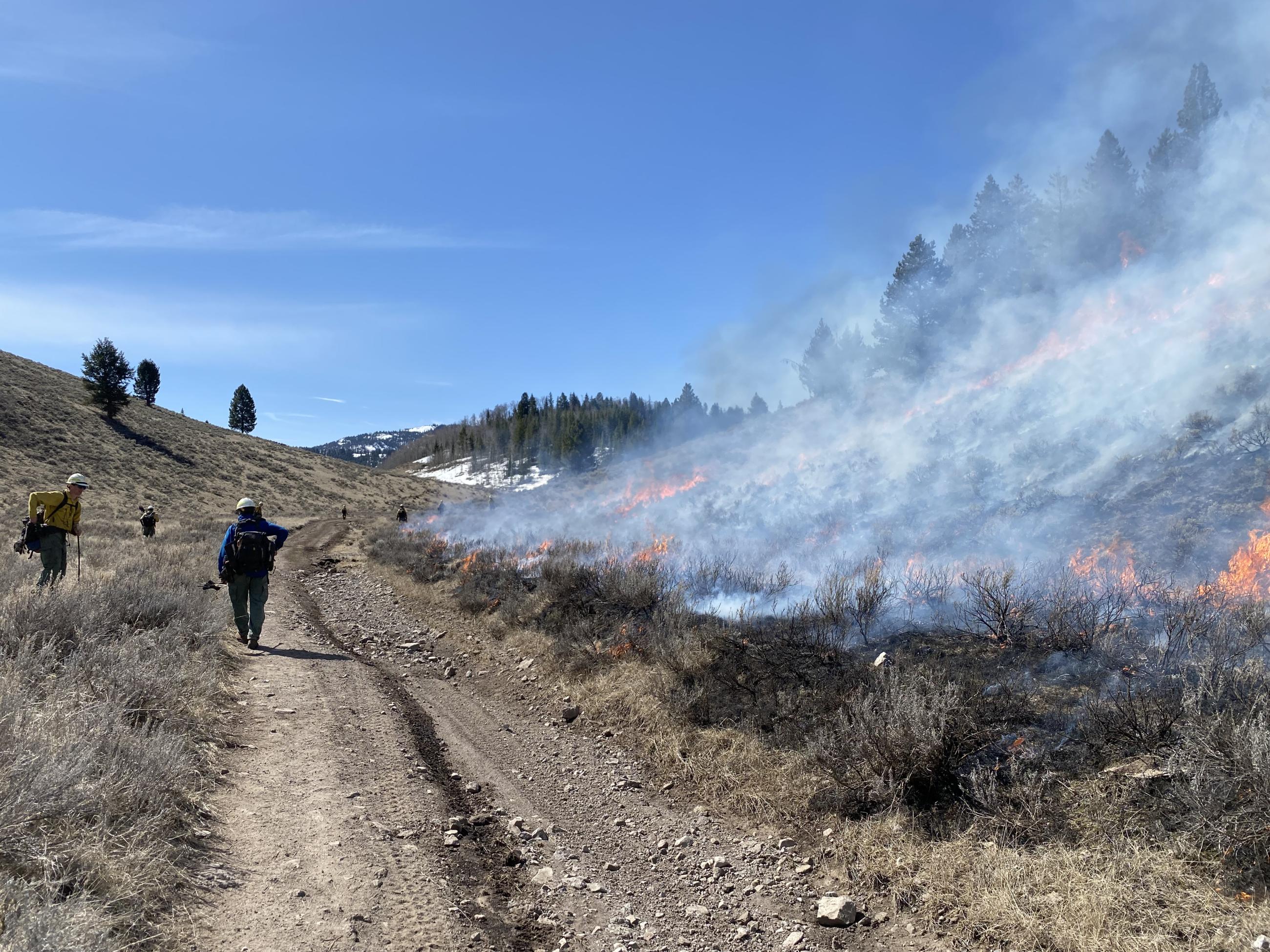 Firefighters along road with flames and ground fire on other side; ignition for a prescribed fire operation.