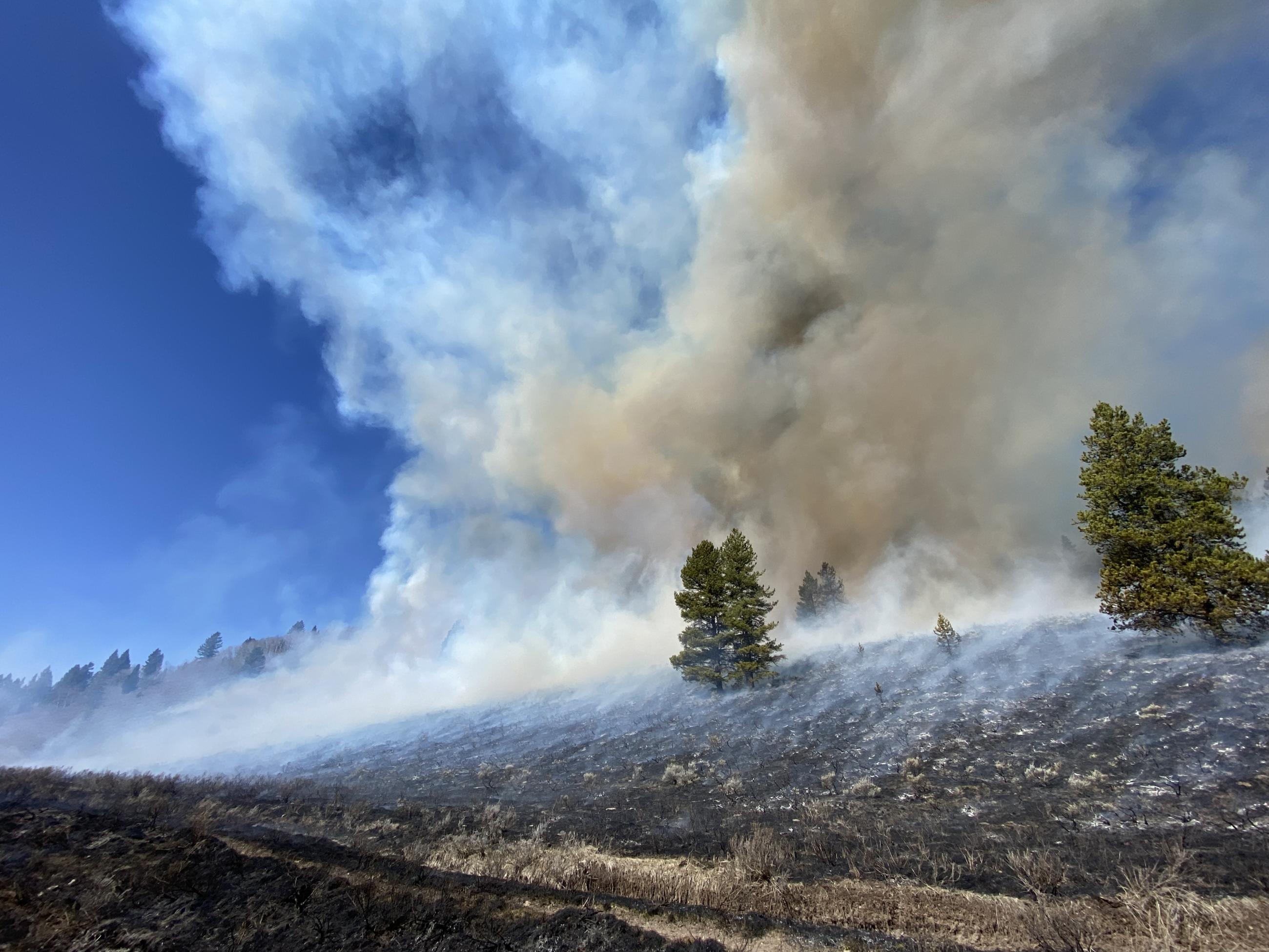 Photo showing burned ground vegetation and unburned green trees, as the prescribed fire moved through the area.