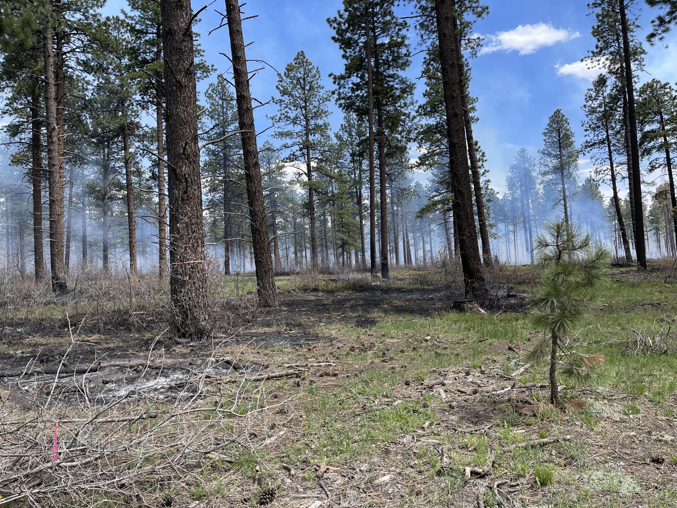 Photo shows a mix of unburned grass, burned brush and light smoke in the background