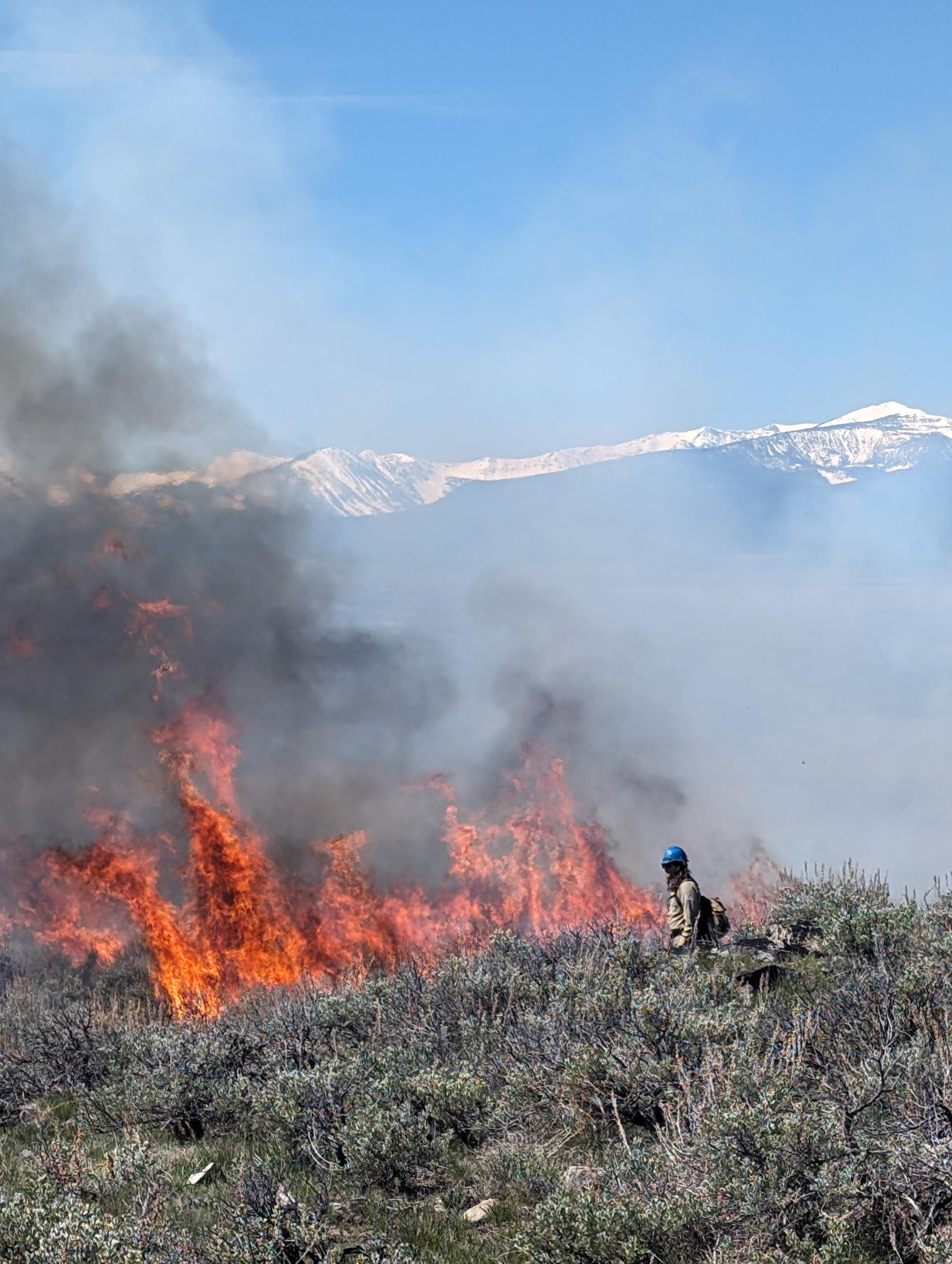 A firefighter monitors flames in the sagebrush on a prescribed fire operation, with snow-capped mountains in the background.