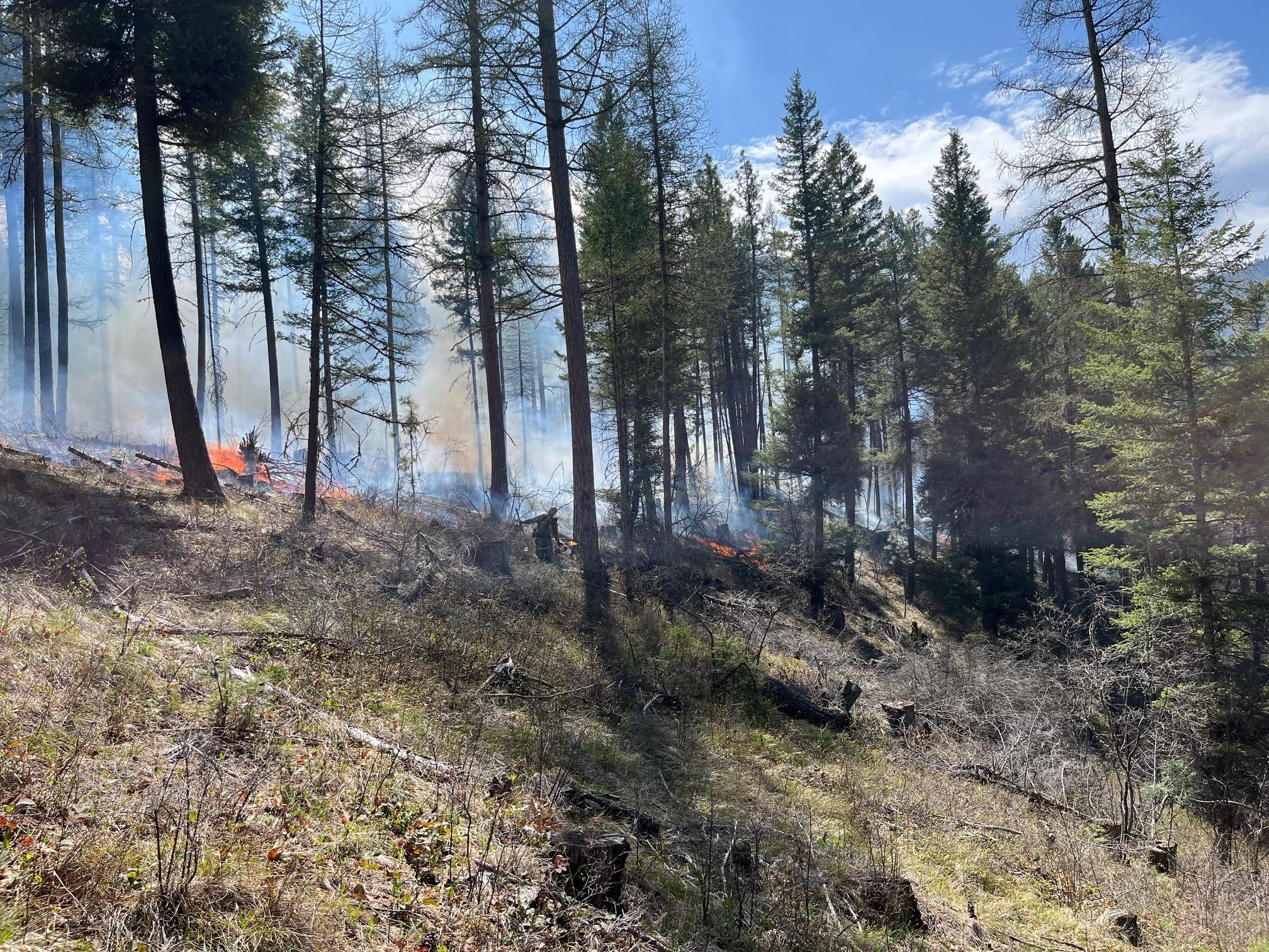 Fire and smoke in a conifer forest