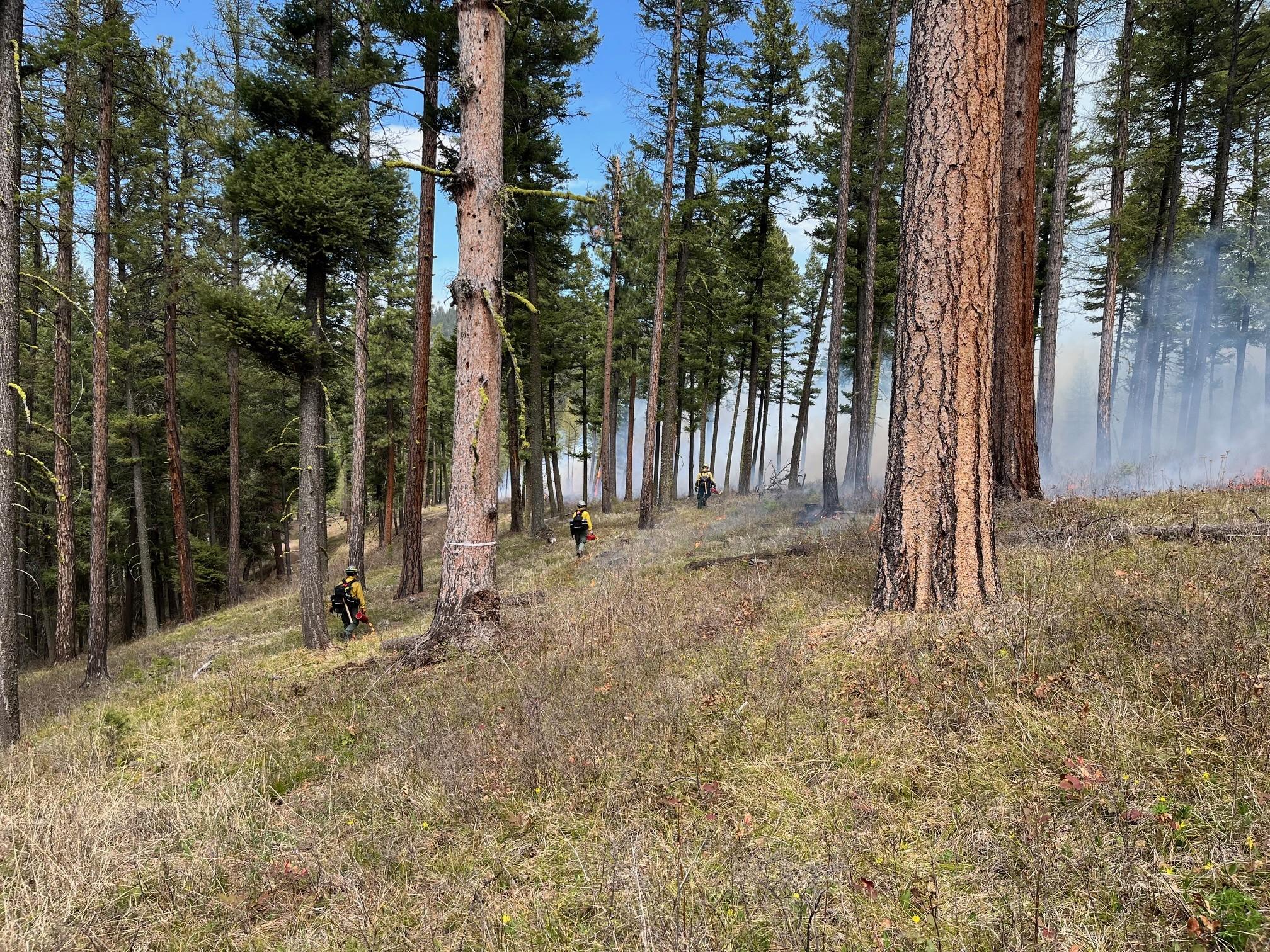 Smoke and fire in a conifer forest 